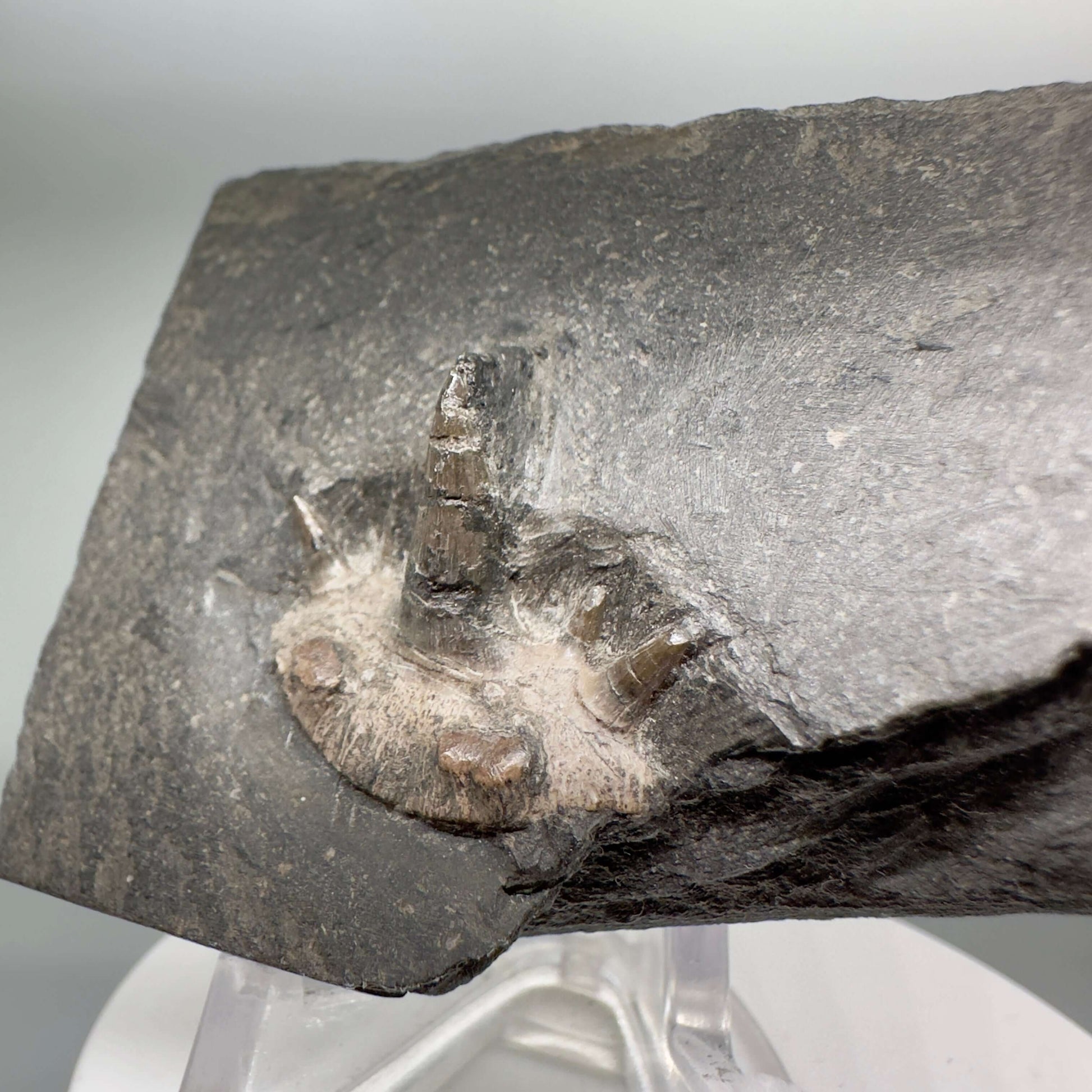 Very Rare 300 years old 0.83" in Matrix Fossil Cladodus sp. Shark Tooth - Nebraska R555 - Front left