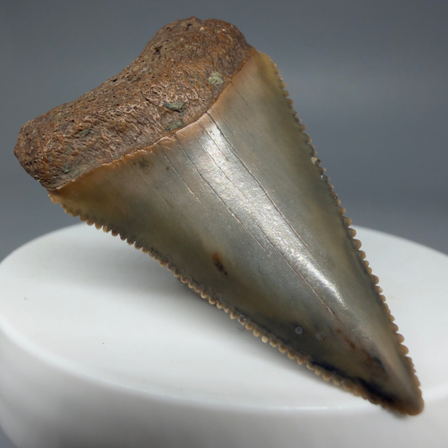 Front Left View Very colorful, sharply serrated 1.78" Fossil Great White Tooth for Sale GW1287