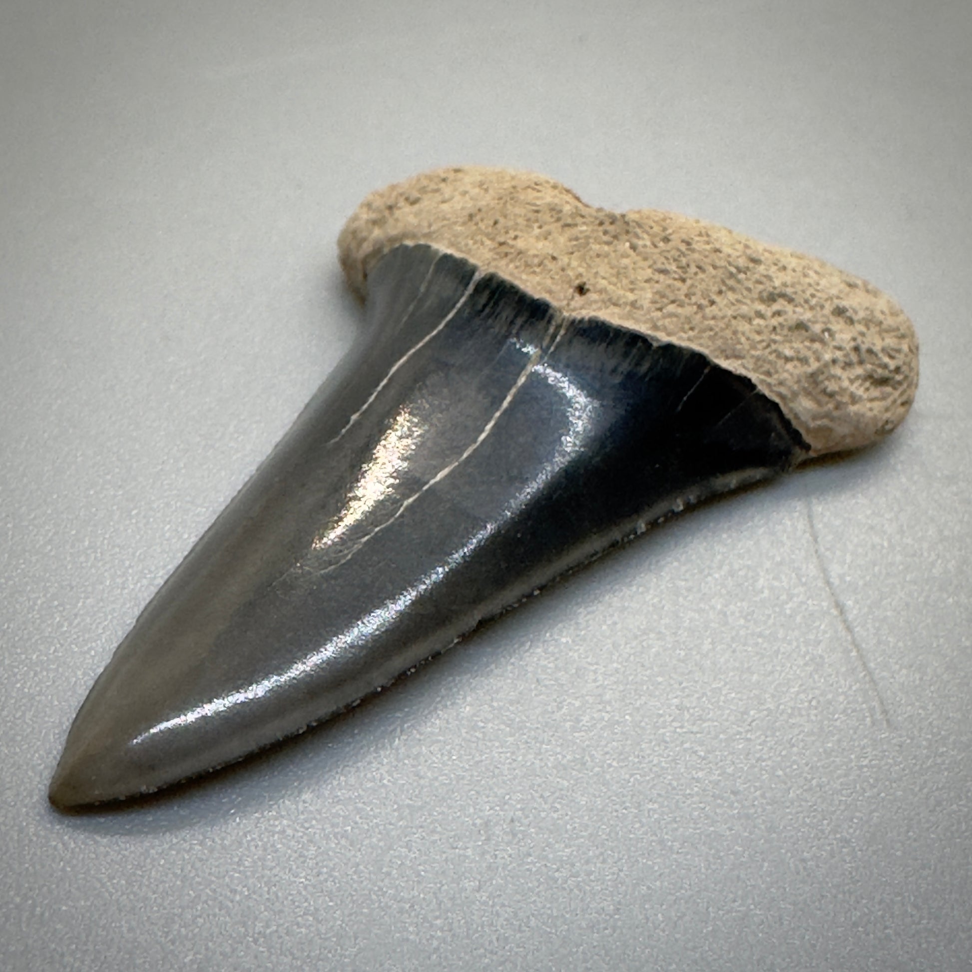 Dark colors 1.54 inches Extinct Longfin Mako - Isurus retroflexus Shark tooth from Southeast, USA M519 front right