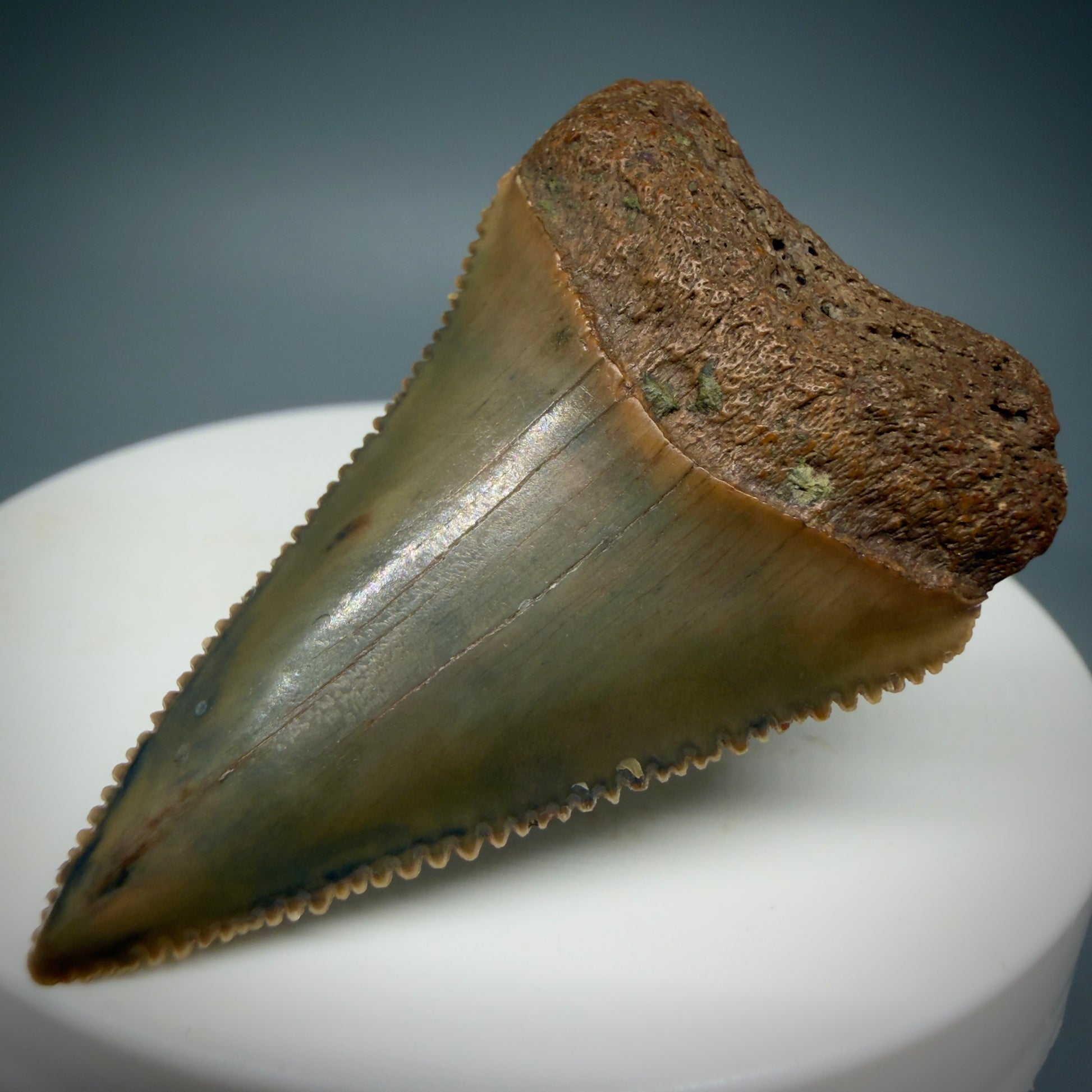 Front Right View Very colorful, sharply serrated 1.78" Fossil Great White Tooth for Sale GW1287