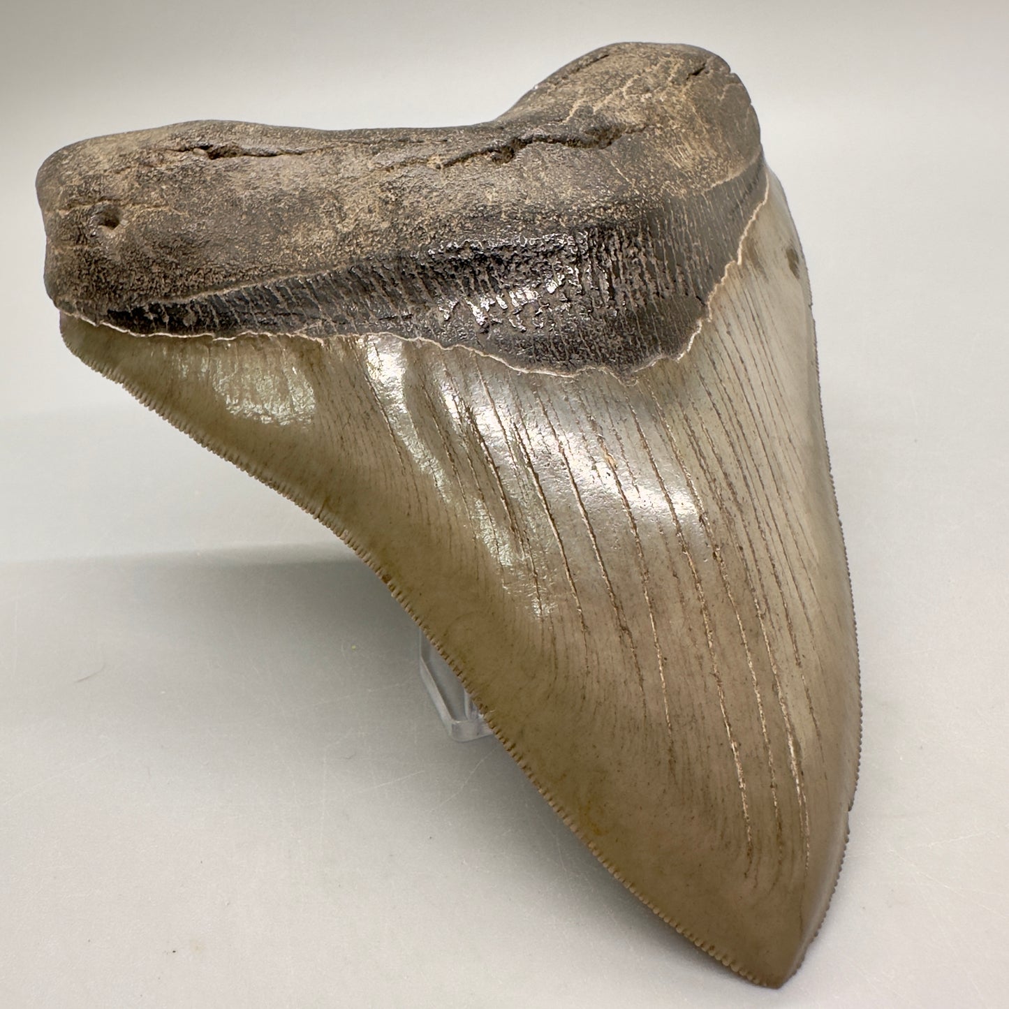 Heart shaped, high quality 5.50" Fossil Megalodon Tooth: Georgia CM4817 - Front Left