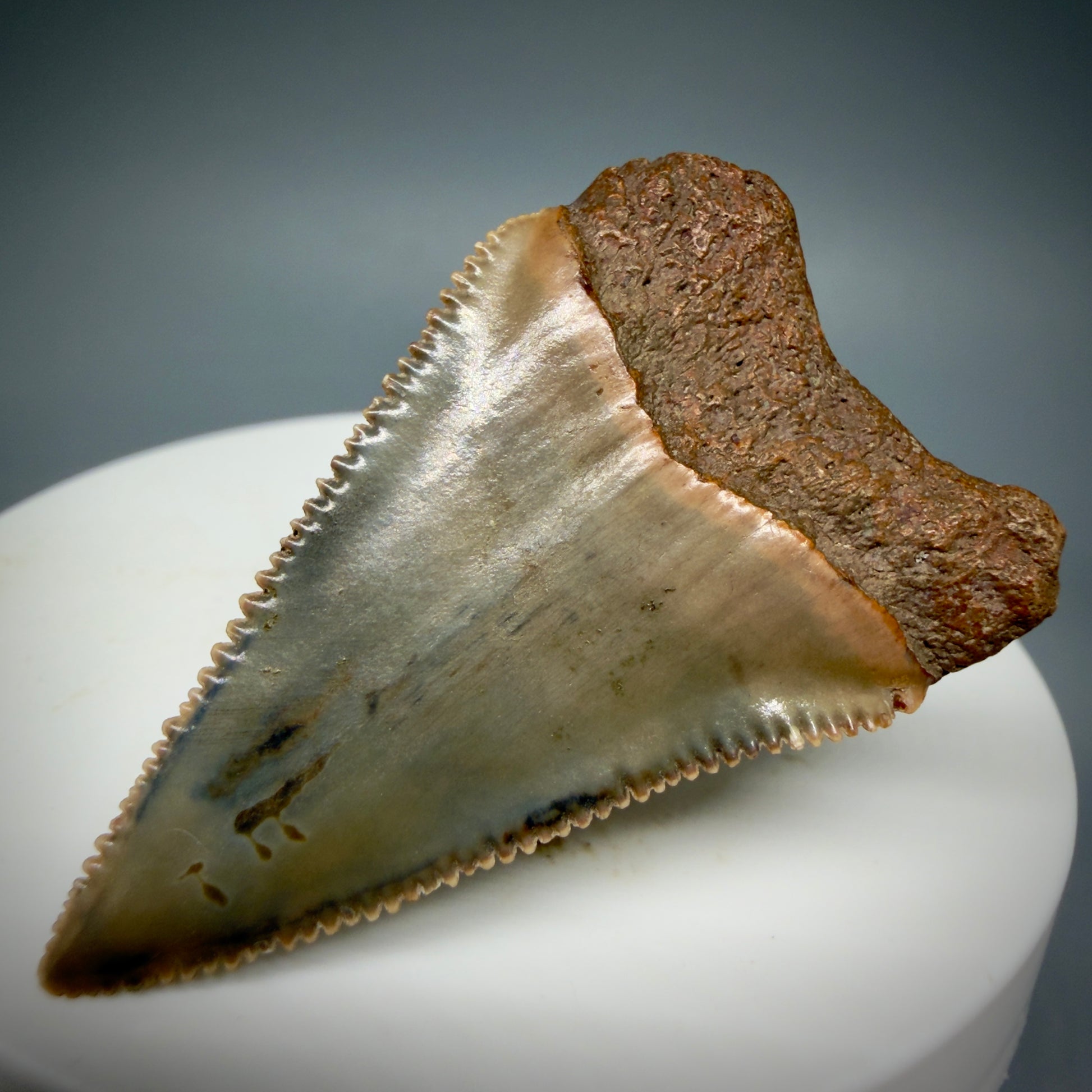 Back Right View Very colorful, sharply serrated 1.78" Fossil Great White Tooth for Sale GW1287