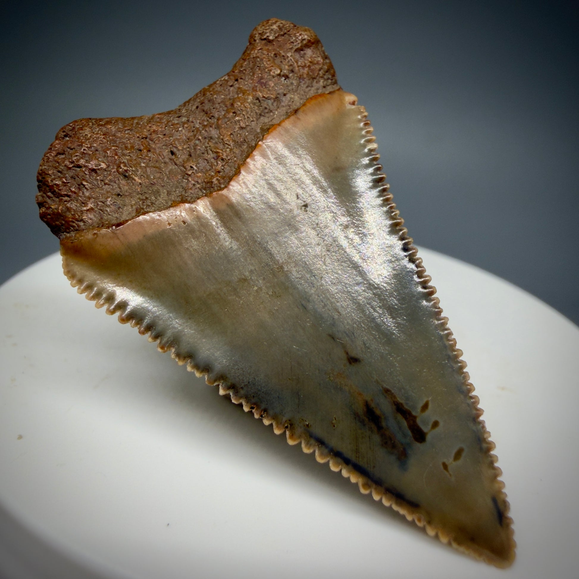 Back Left View Very colorful, sharply serrated 1.78" Fossil Great White Tooth for Sale GW1287