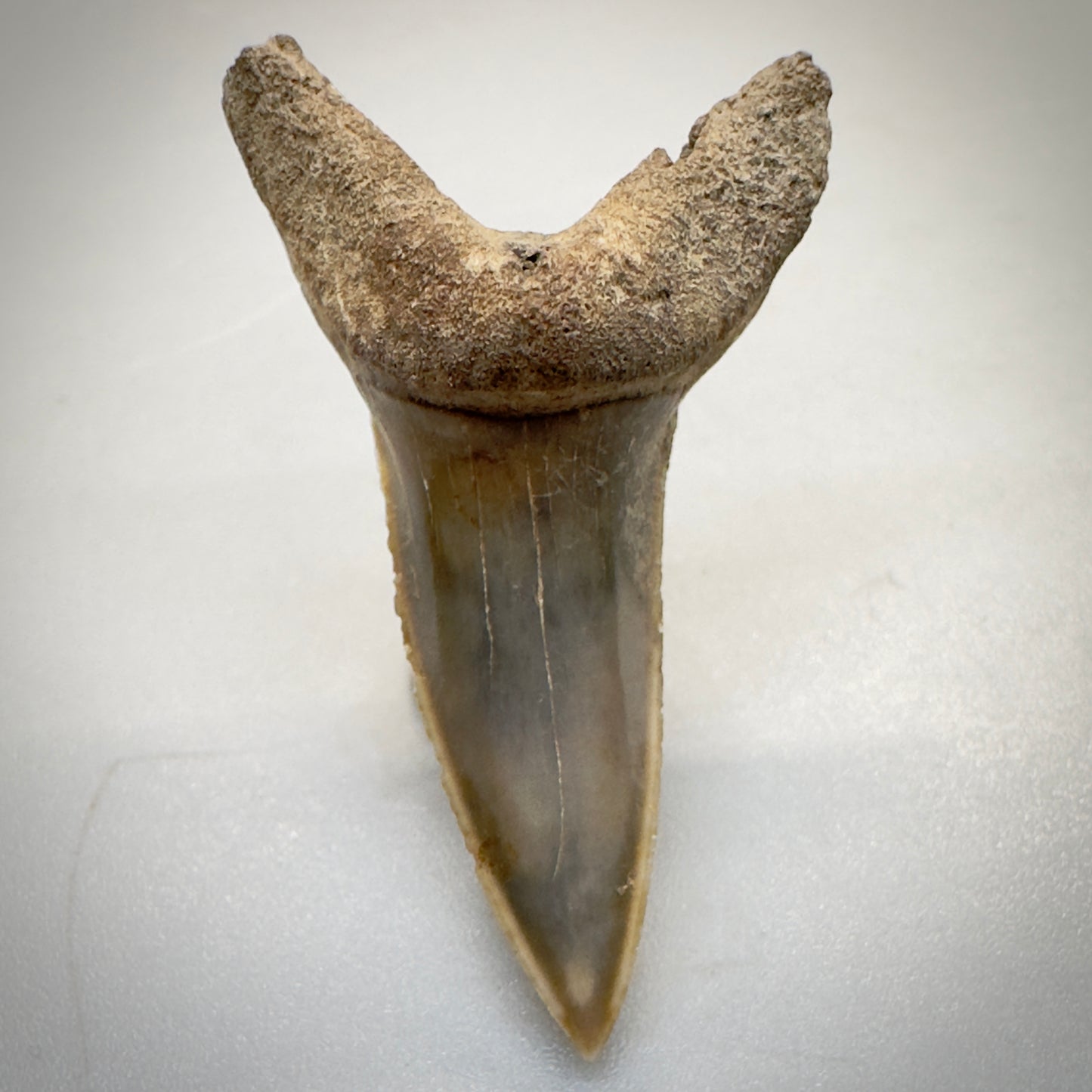 1.64 inches Extinct Longfin Mako Shark - Isurus retroflexus Shark tooth from Southeast, USA M520 front down