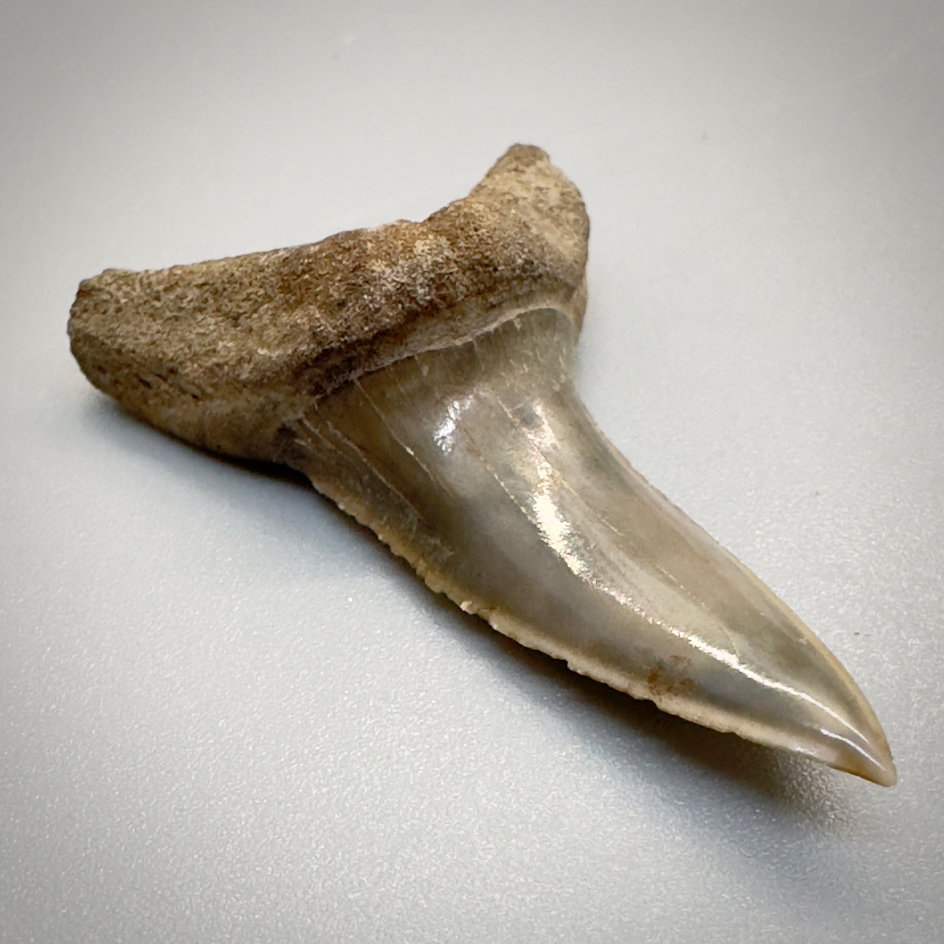 1.64 inches Extinct Longfin Mako Shark - Isurus retroflexus Shark tooth from Southeast, USA M520 front left