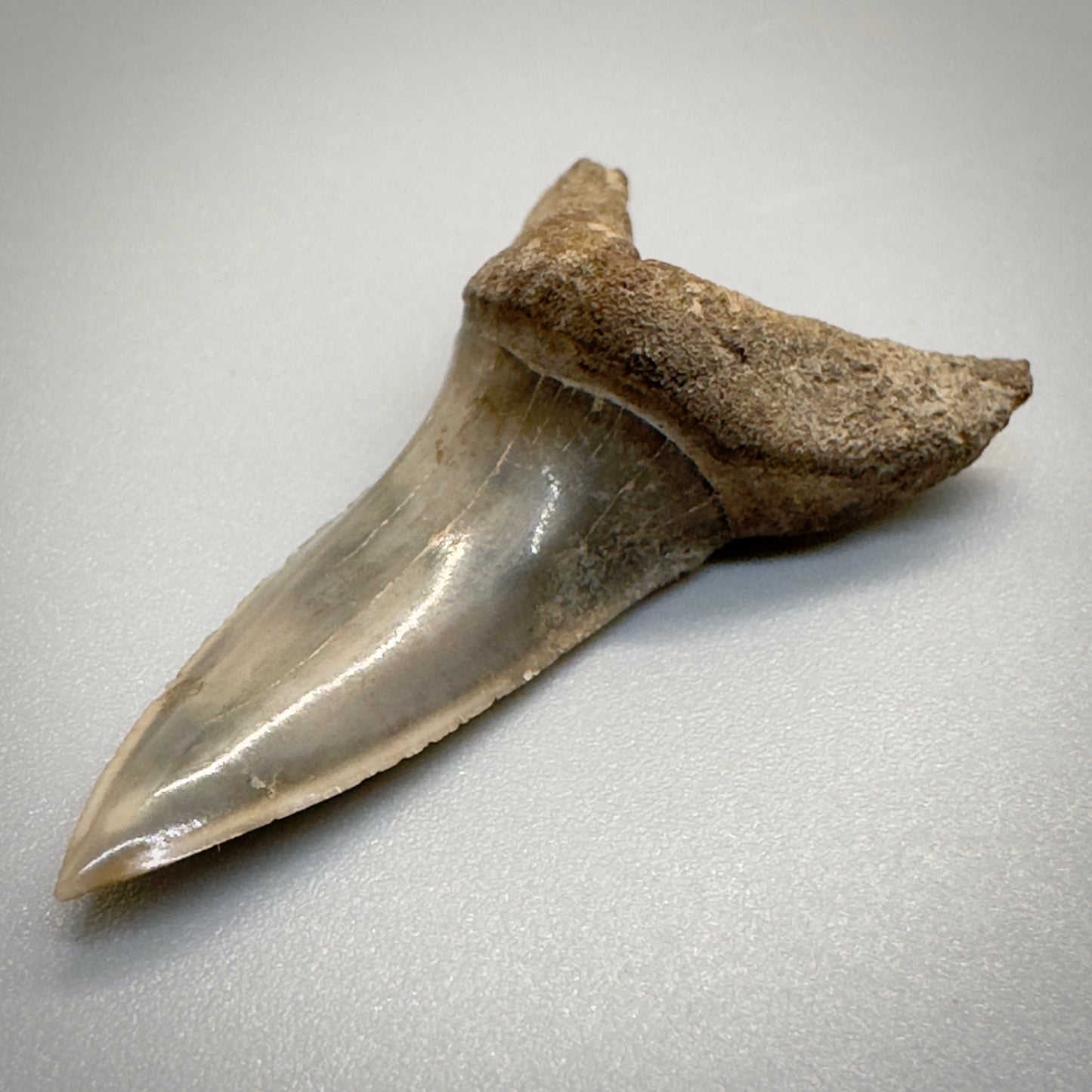 1.64 inches Extinct Longfin Mako Shark - Isurus retroflexus Shark tooth from Southeast, USA M520 front right