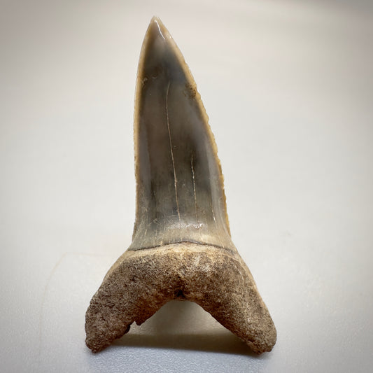 1.64 inches Extinct Longfin Mako Shark - Isurus retroflexus Shark tooth from Southeast, USA M520 front