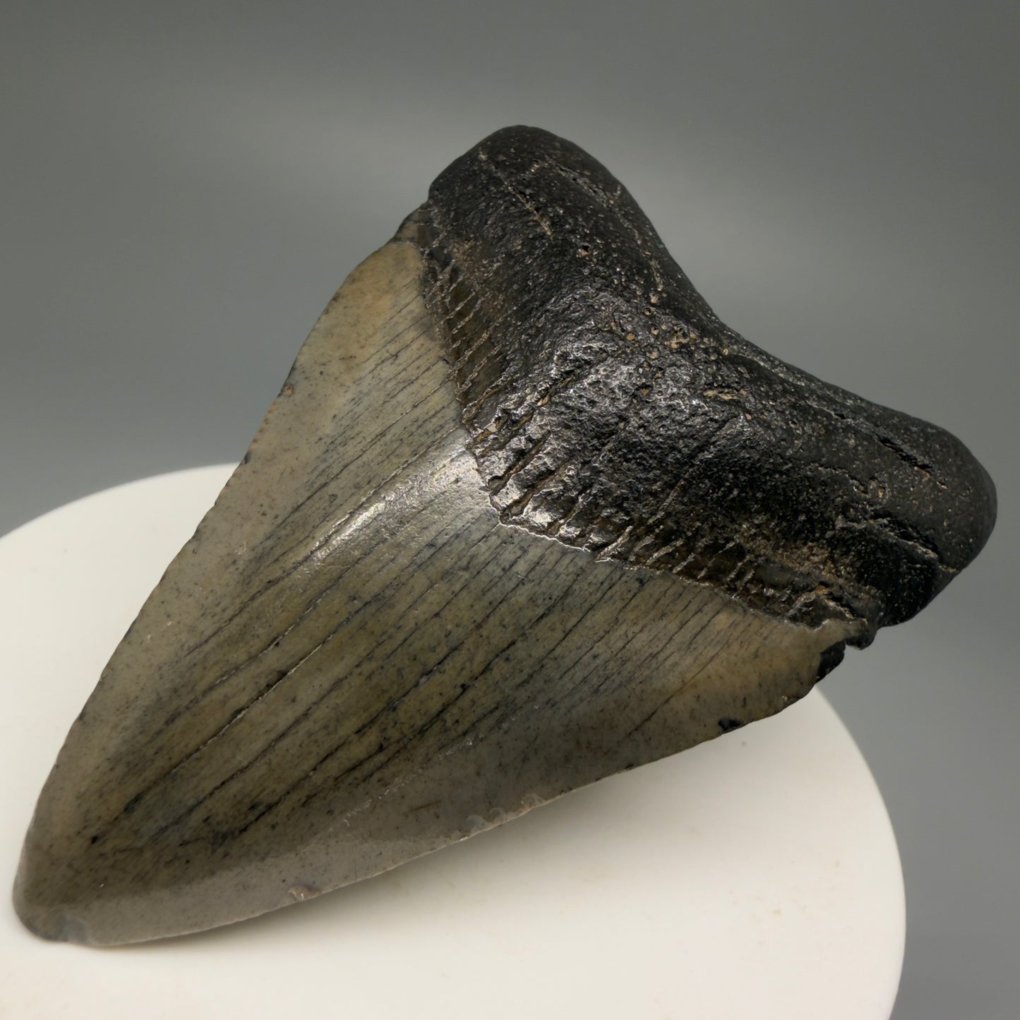 Front Right View 2.49" Colorful Fossil Megalodon Tooth – South Carolina River Find | Authentic Megalodon Tooth CM5495 