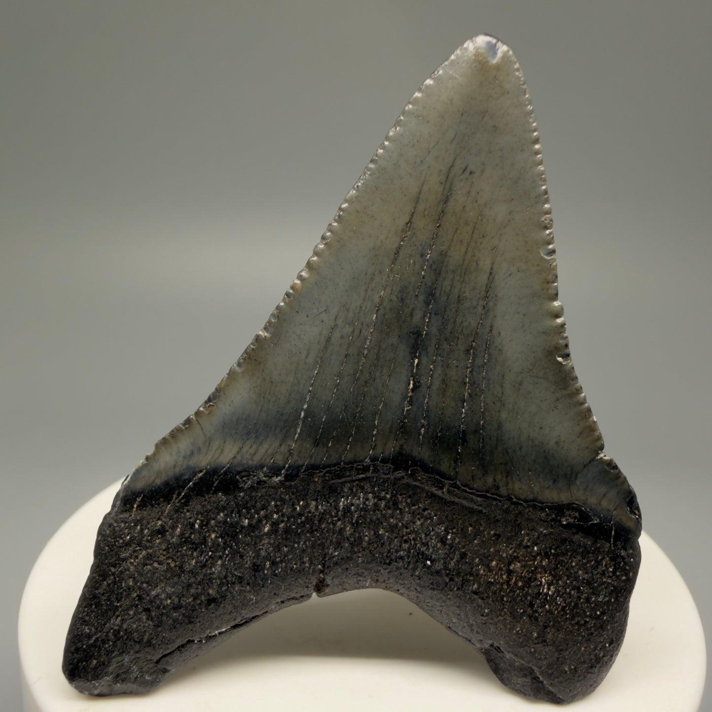 Back View 2.44" Colorful Fossil Megalodon Tooth – South Carolina River Find | Authentic Megalodon Tooth CM5493