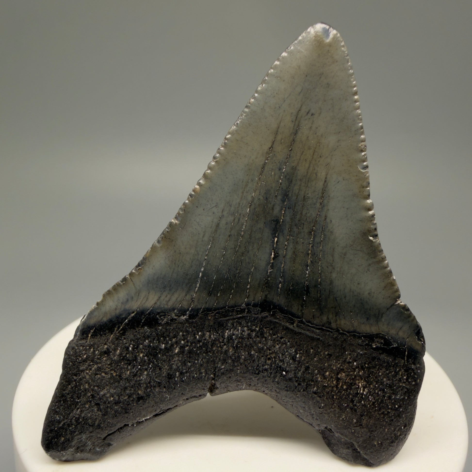 Back View 2.44" Colorful Fossil Megalodon Tooth – South Carolina River Find | Authentic Megalodon Tooth CM5493