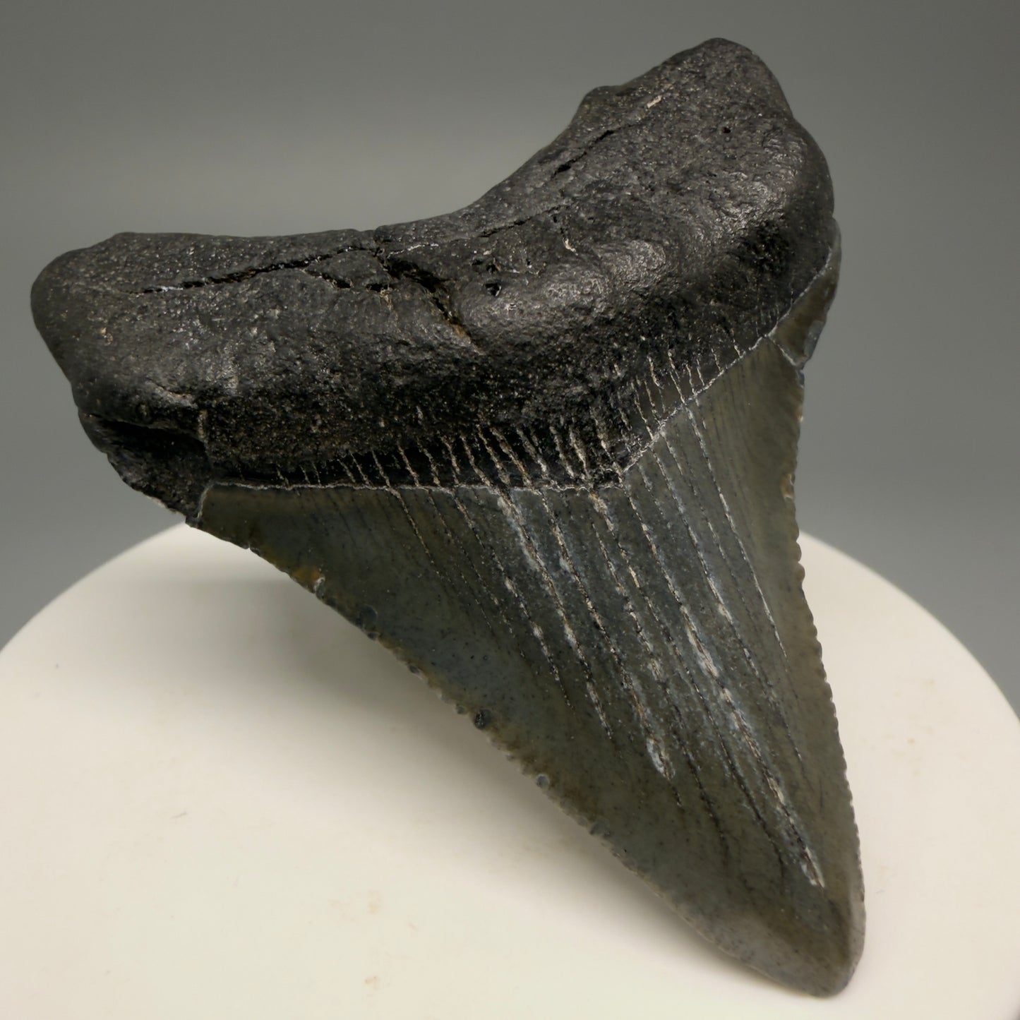 Front Left View 2.44" Colorful Fossil Megalodon Tooth – South Carolina River Find | Authentic Megalodon Tooth CM5493
