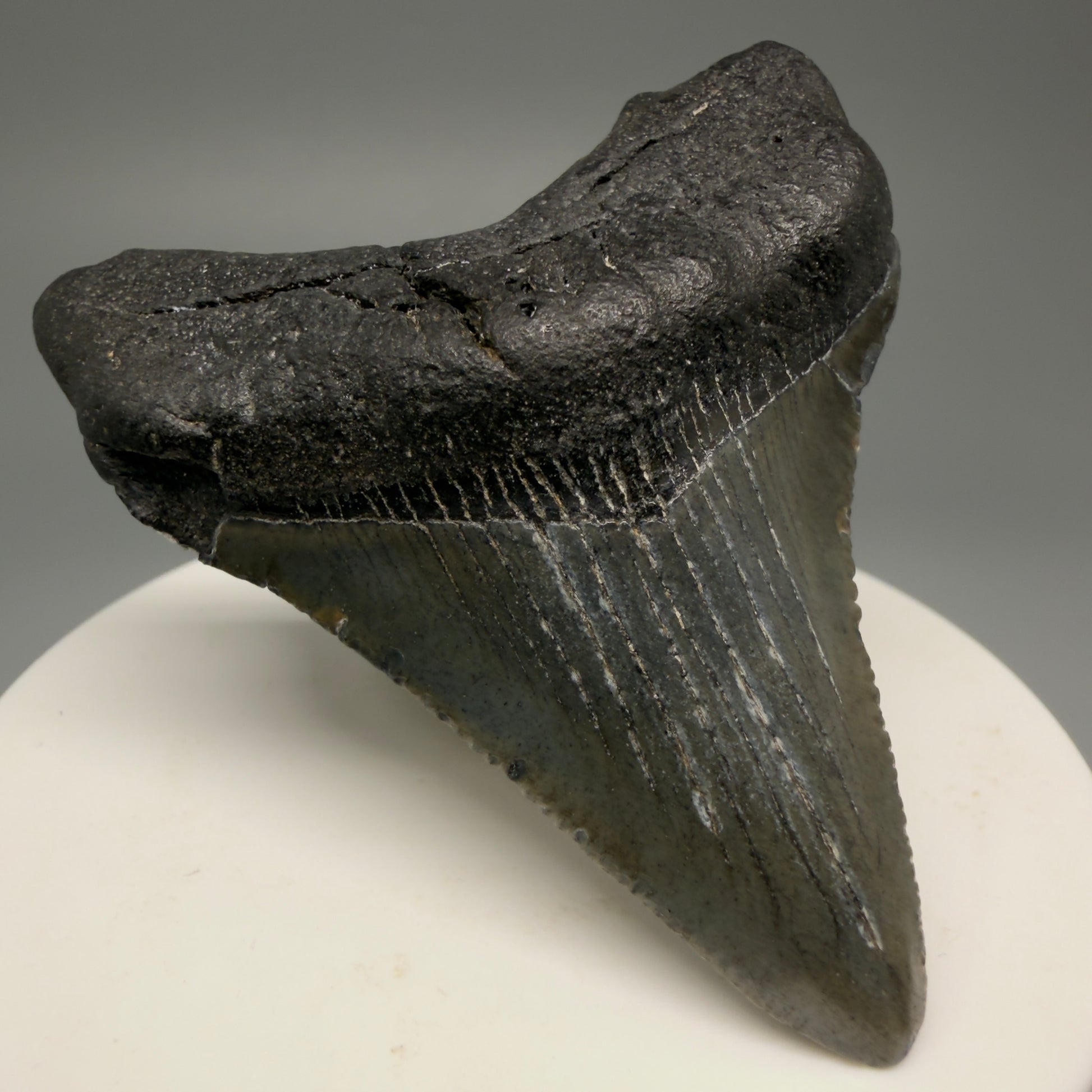 Front Left View 2.44" Colorful Fossil Megalodon Tooth – South Carolina River Find | Authentic Megalodon Tooth CM5493