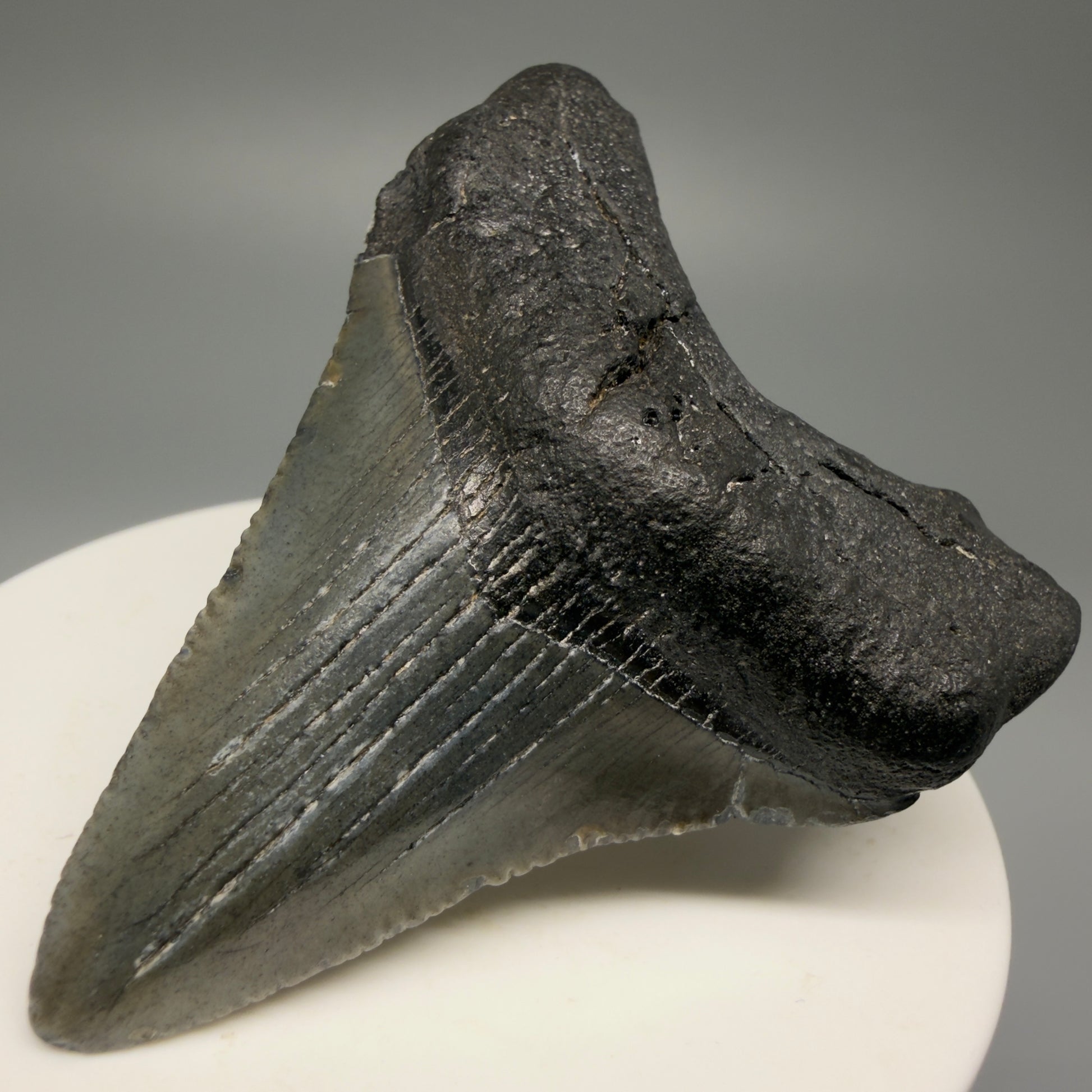 Front Right View 2.44" Colorful Fossil Megalodon Tooth – South Carolina River Find | Authentic Megalodon Tooth CM5493