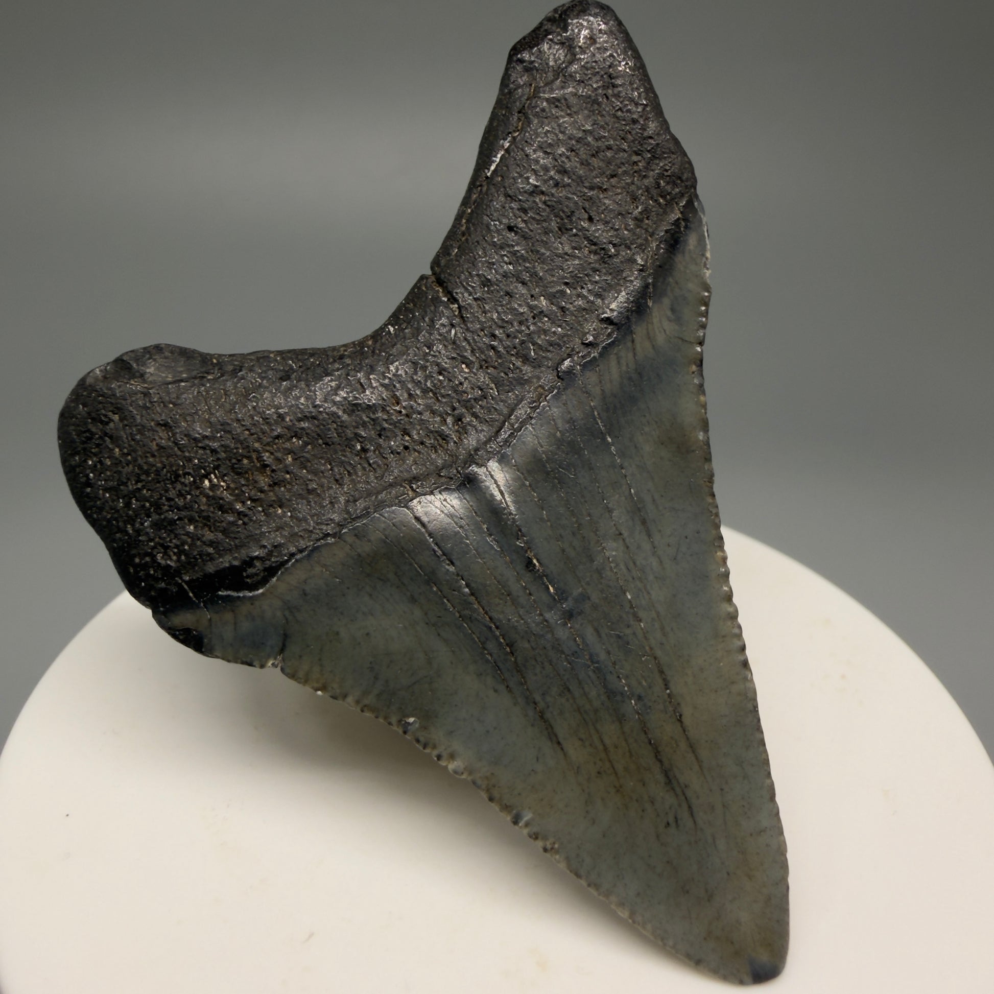 Back Left View 2.44" Colorful Fossil Megalodon Tooth – South Carolina River Find | Authentic Megalodon Tooth CM5493