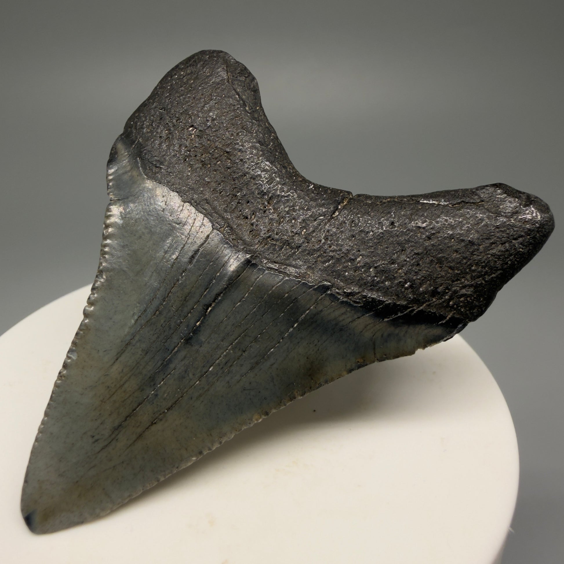 Back Right View 2.44" Colorful Fossil Megalodon Tooth – South Carolina River Find | Authentic Megalodon Tooth CM5493