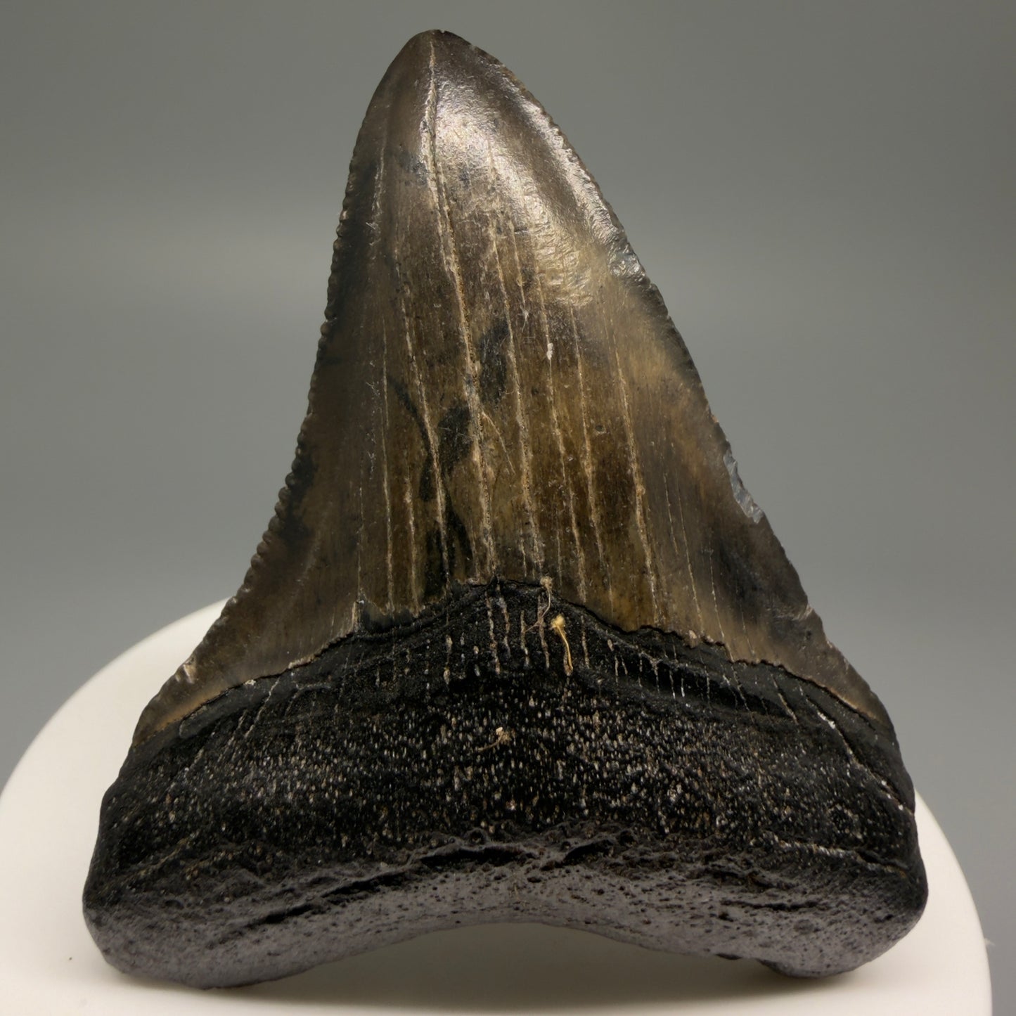 Front View 2.55" Colorful Fossil Megalodon Tooth – South Carolina River Find | Authentic Megalodon Tooth CM5494 