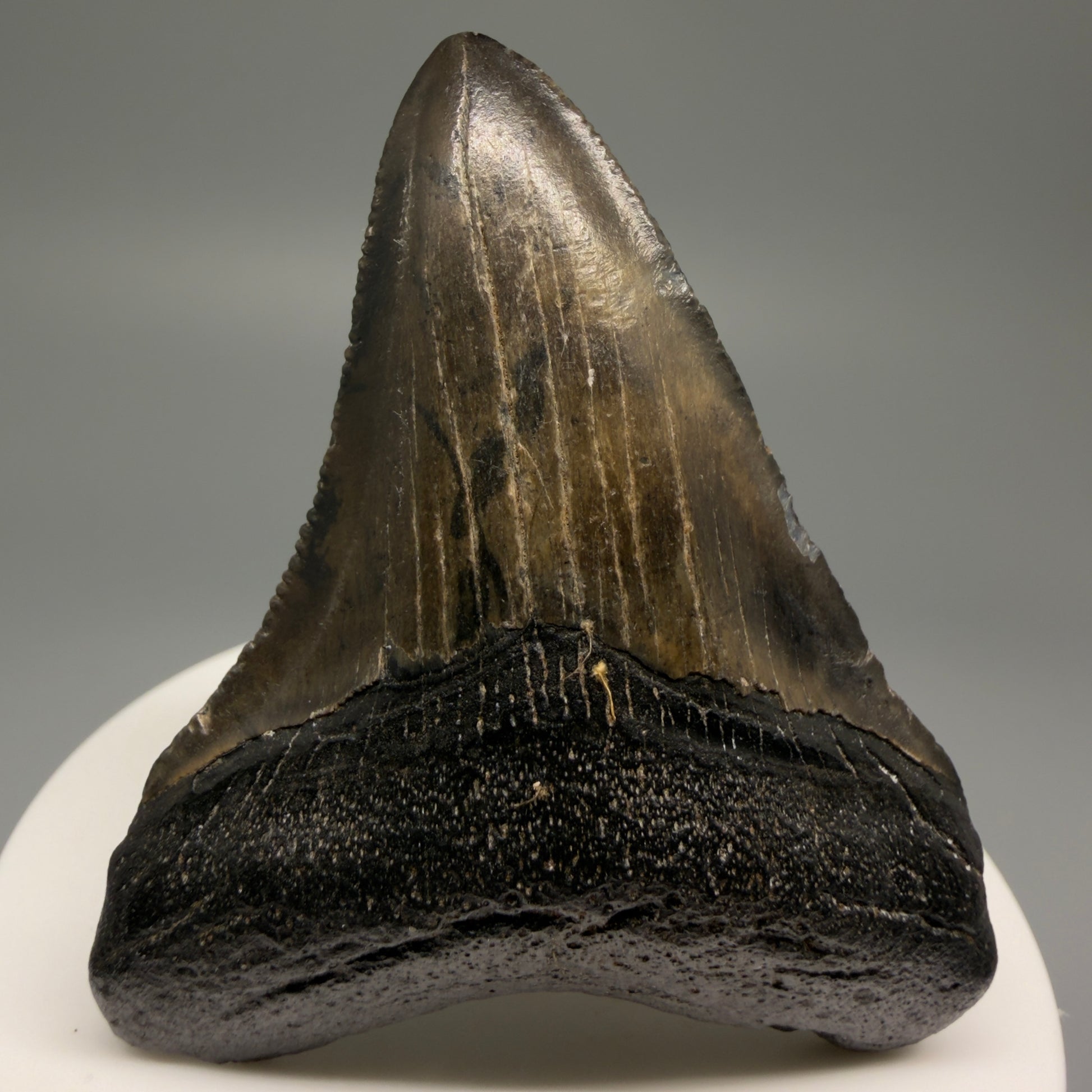Front View 2.55" Colorful Fossil Megalodon Tooth – South Carolina River Find | Authentic Megalodon Tooth CM5494 