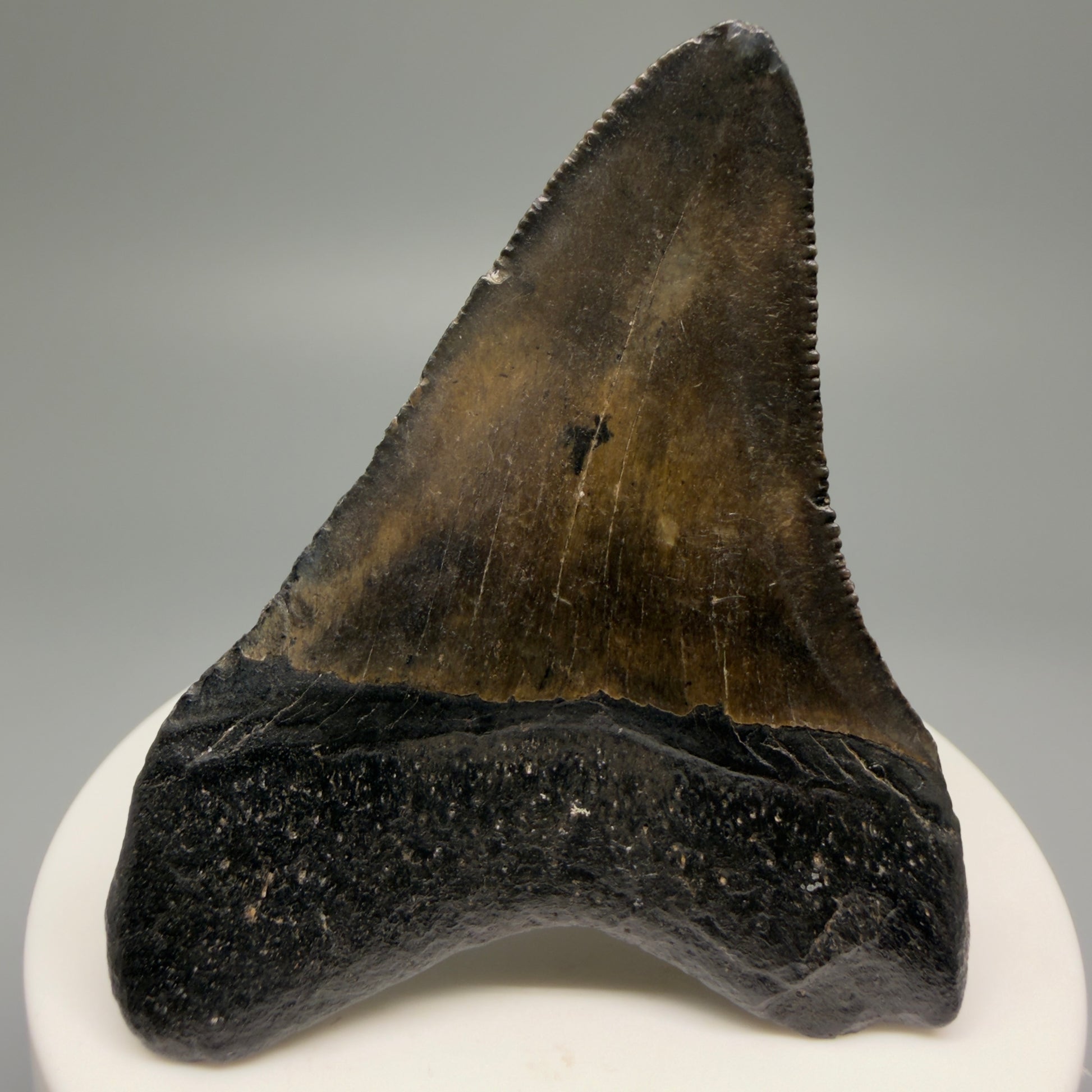 Back View 2.55" Colorful Fossil Megalodon Tooth – South Carolina River Find | Authentic Megalodon Tooth CM5494 