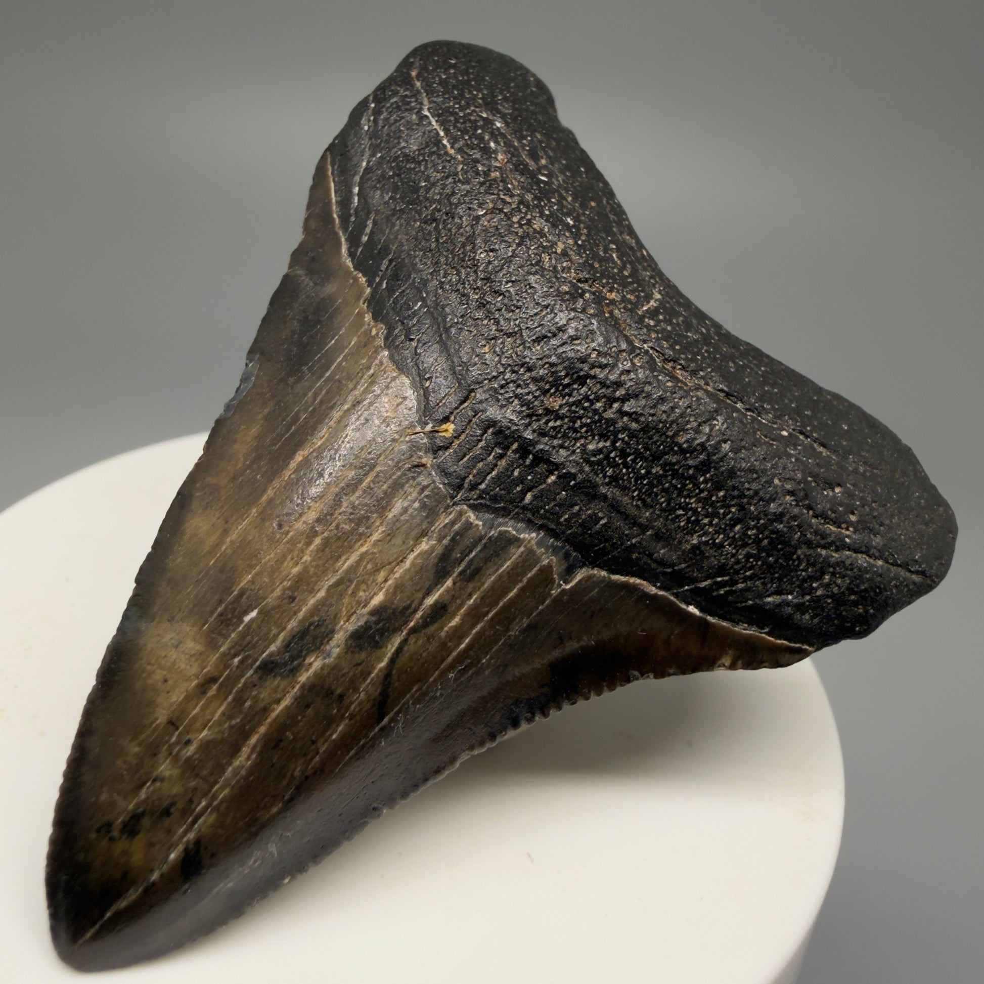 Front Right View 2.55" Colorful Fossil Megalodon Tooth – South Carolina River Find | Authentic Megalodon Tooth CM5494 