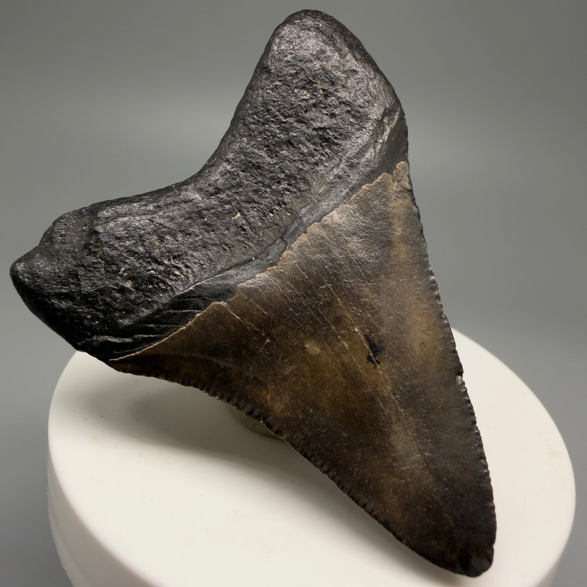 Back Left View 2.55" Colorful Fossil Megalodon Tooth – South Carolina River Find | Authentic Megalodon Tooth CM5494 