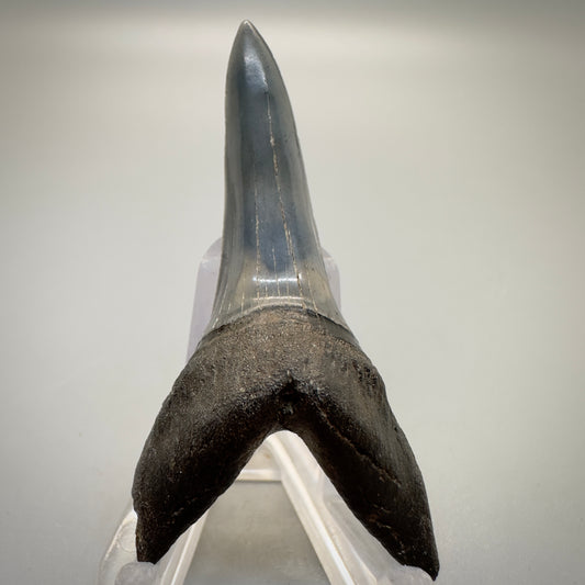 2.34 inches Fossil Shortfin Mako - Isurus desori Shark tooth from Southast, USA M522 front