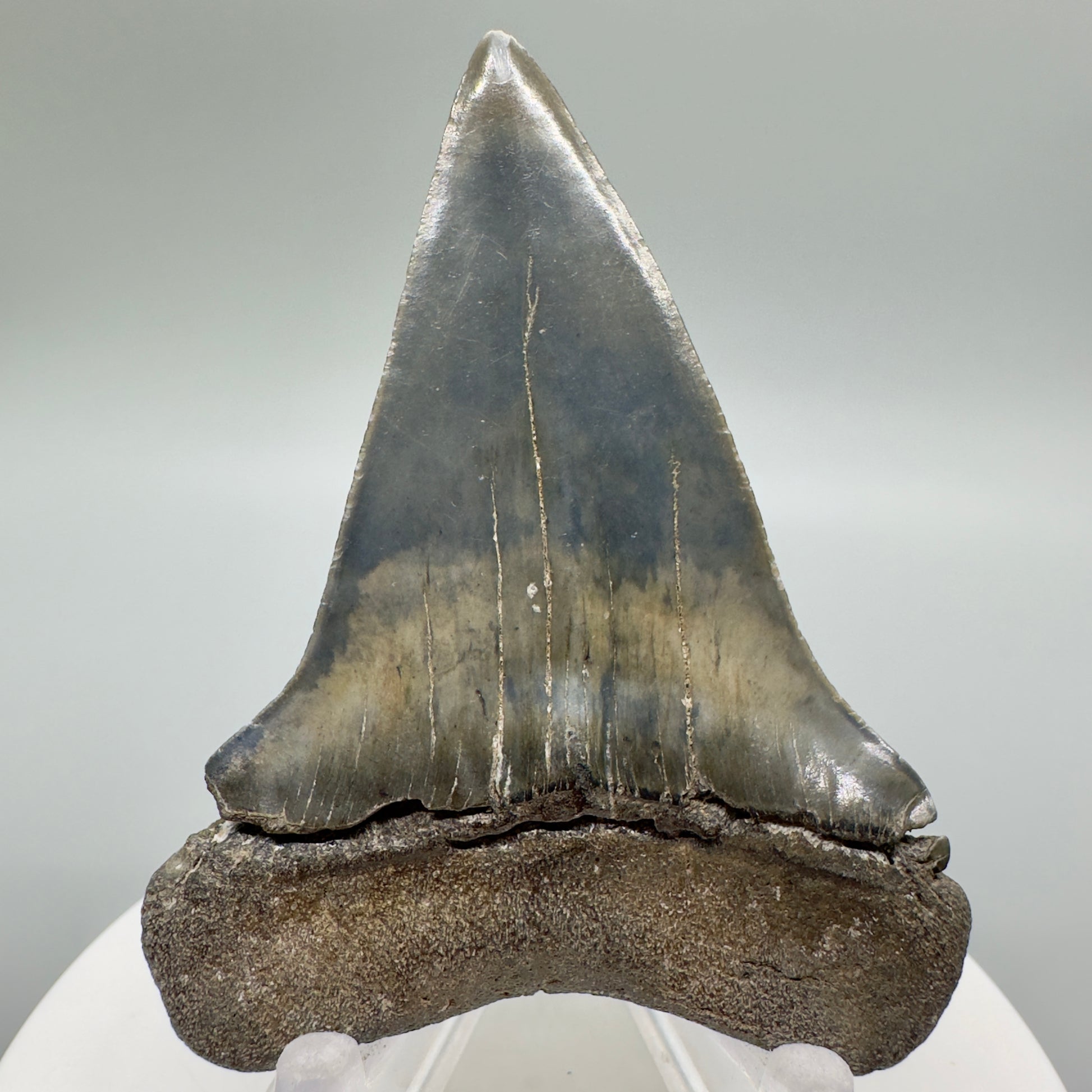 Colorful, beautiful 2.46" Fossil Extinct Mako - Isurus hastalis Shark Tooth from Southeast USA - M532 - Back