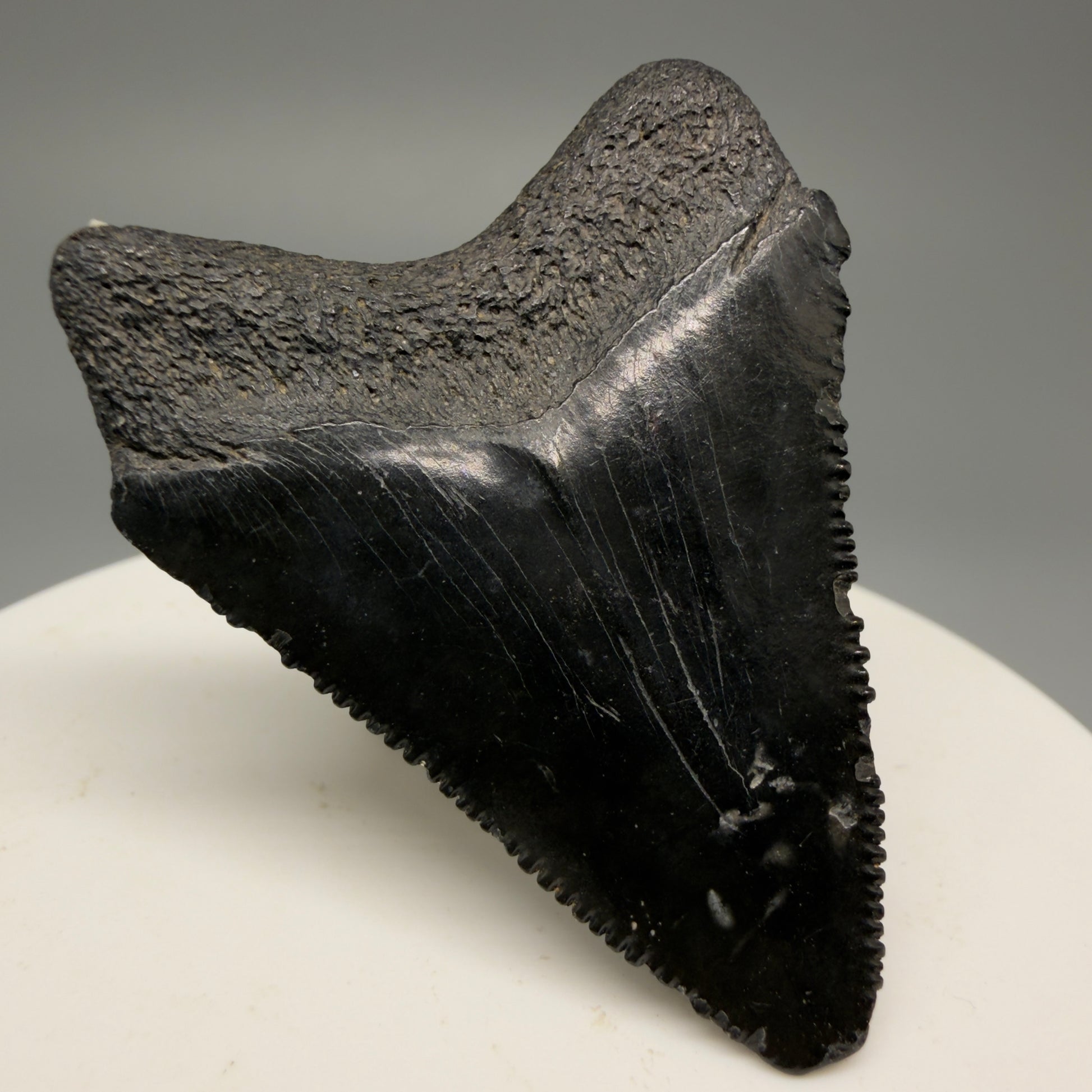 Back Left View 1.74" Heart Shaped Fossil Megalodon Tooth – South Carolina River Find | Authentic Megalodon Tooth CM5490