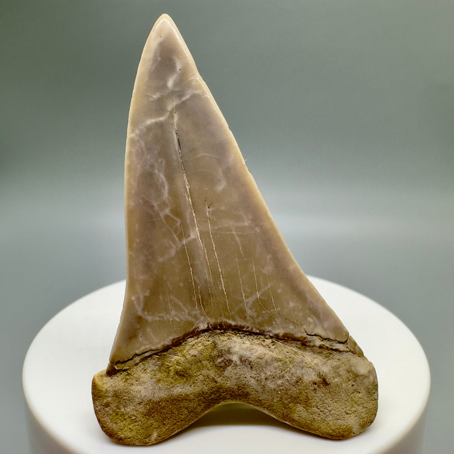 Colorful 2.48" Fossil Extinct Mako - Isurus hastalis Shark Tooth from Bakersfield, CA M540 - Back
