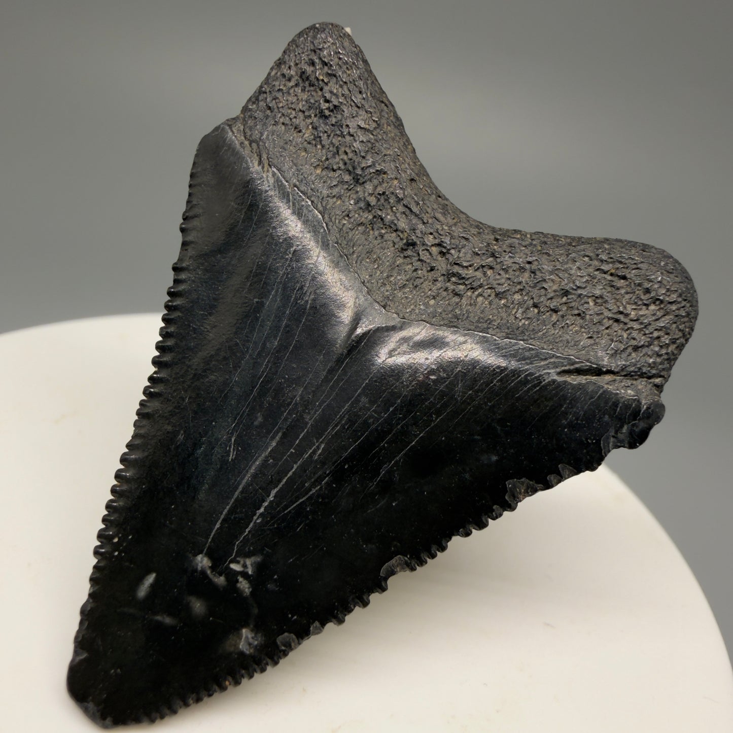 Back Right View 1.74" Heart Shaped Fossil Megalodon Tooth – South Carolina River Find | Authentic Megalodon Tooth CM5490
