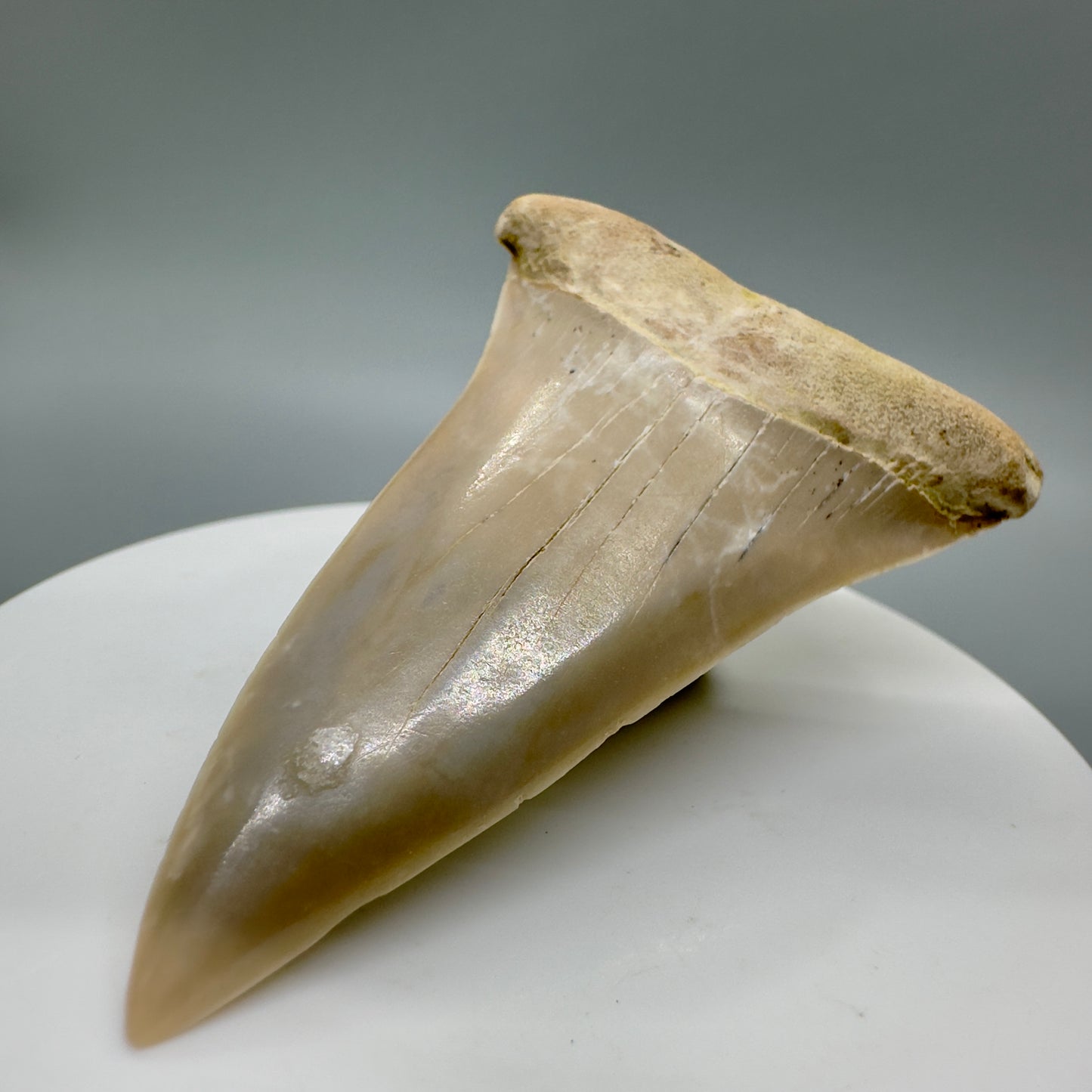 Colorful 2.48" Fossil Extinct Mako - Isurus hastalis Shark Tooth from Bakersfield, CA M540 - Front right