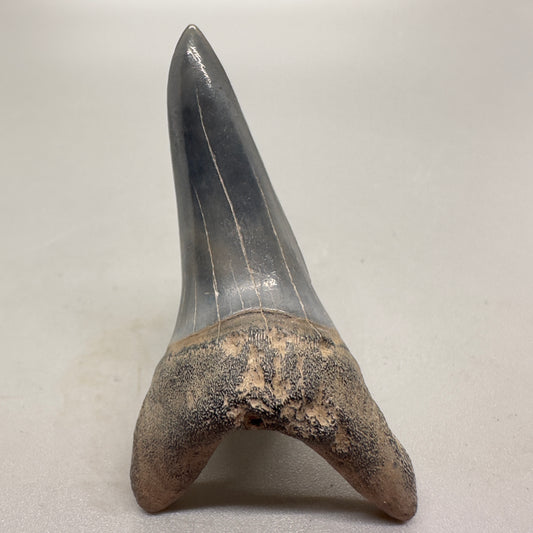2.31 inches colorful Fossil Shortfin Mako - Isurus desori Shark tooth from Southeast, USA M23 front 
