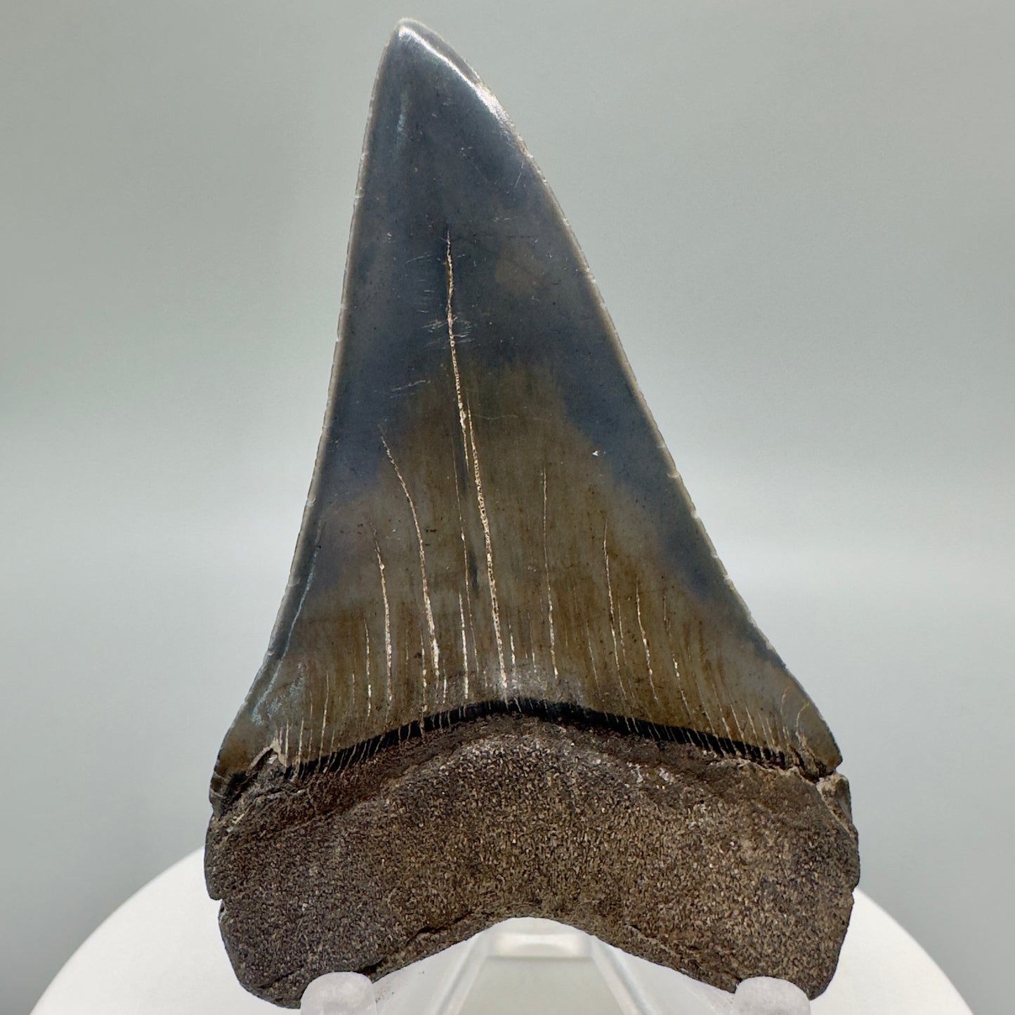 Colorful, high quality 2.54" Fossil Extinct Mako - Isurus hastalis Shark Tooth from Southeast USA M534 - Back