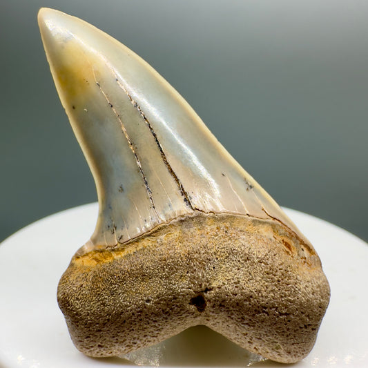Colorful 1.92" Fossil Extinct Hooked-Tooth Mako - Isurus planus Shark Tooth from Bakersfield, CA M538 - Front