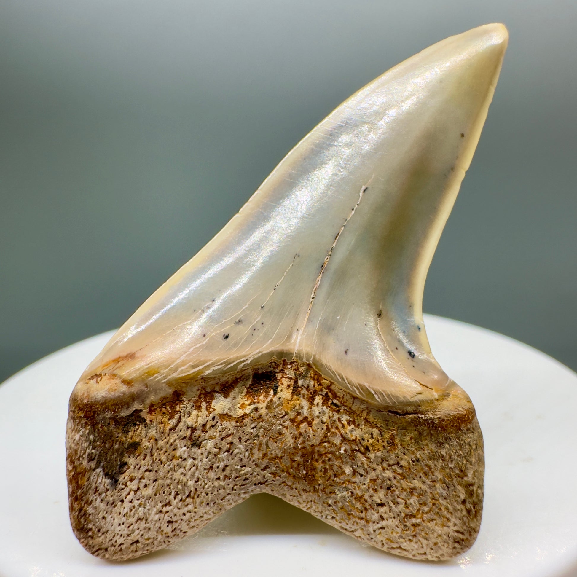 Colorful 1.92" Fossil Extinct Hooked-Tooth Mako - Isurus planus Shark Tooth from Bakersfield, CA M538 - Back