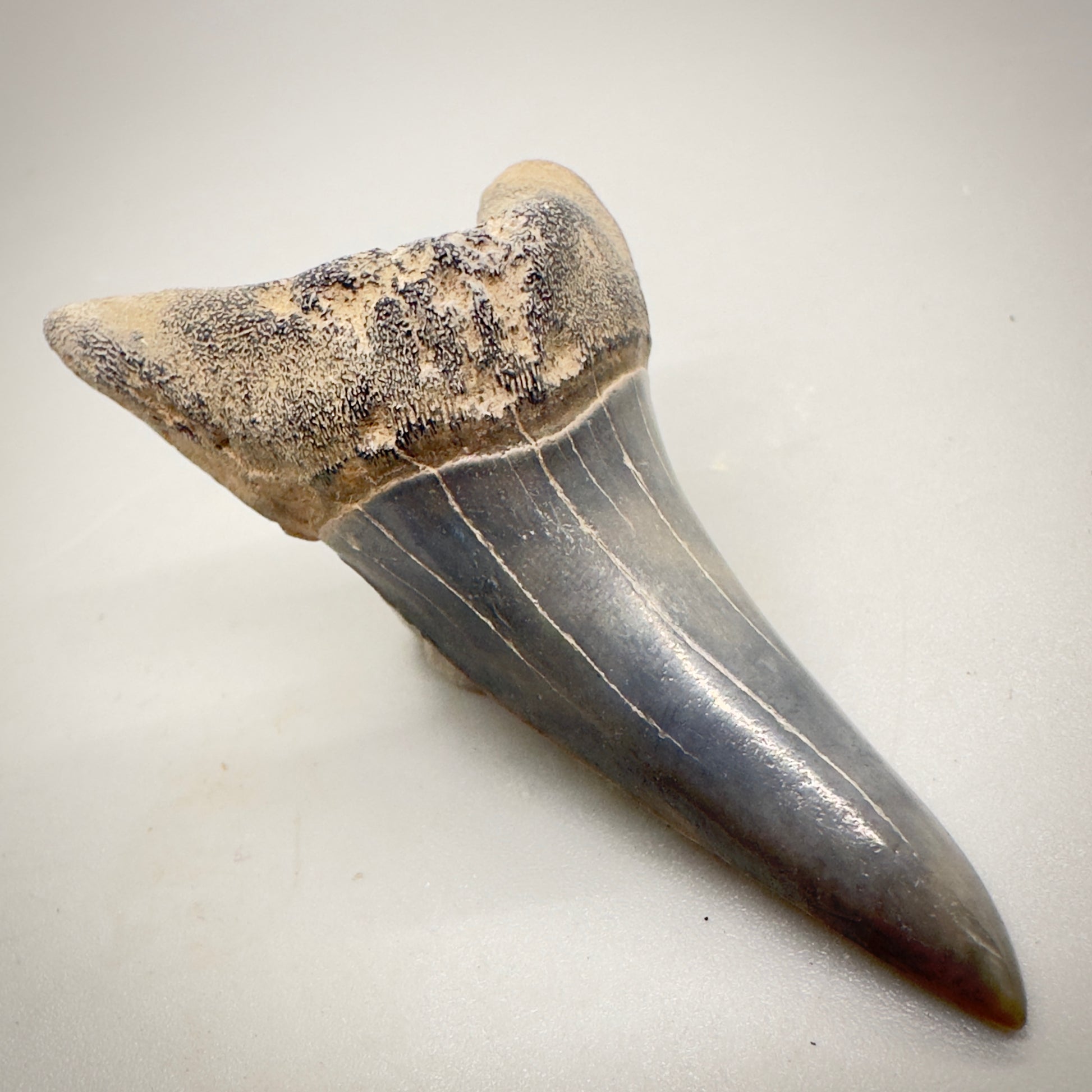 2.31 inches colorful Fossil Shortfin Mako - Isurus desori Shark tooth from Southeast, USA M23 front left
