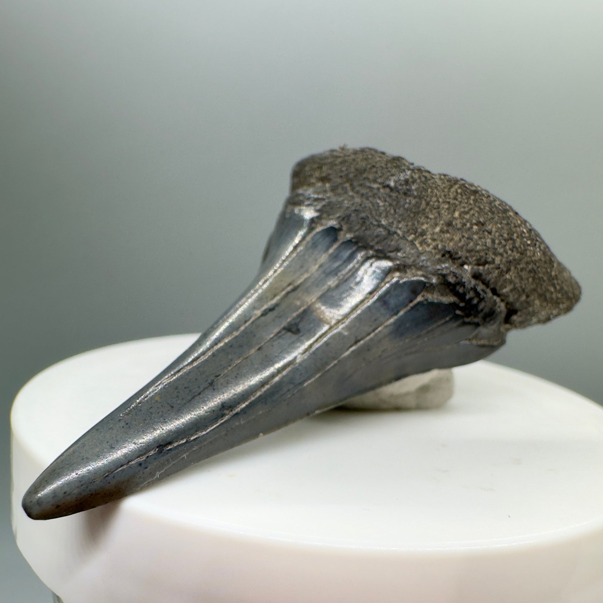 Large lower 2.61" Fossil Extinct Mako - Isurus hastalis Shark Tooth from Southeast USA M533 - Front right