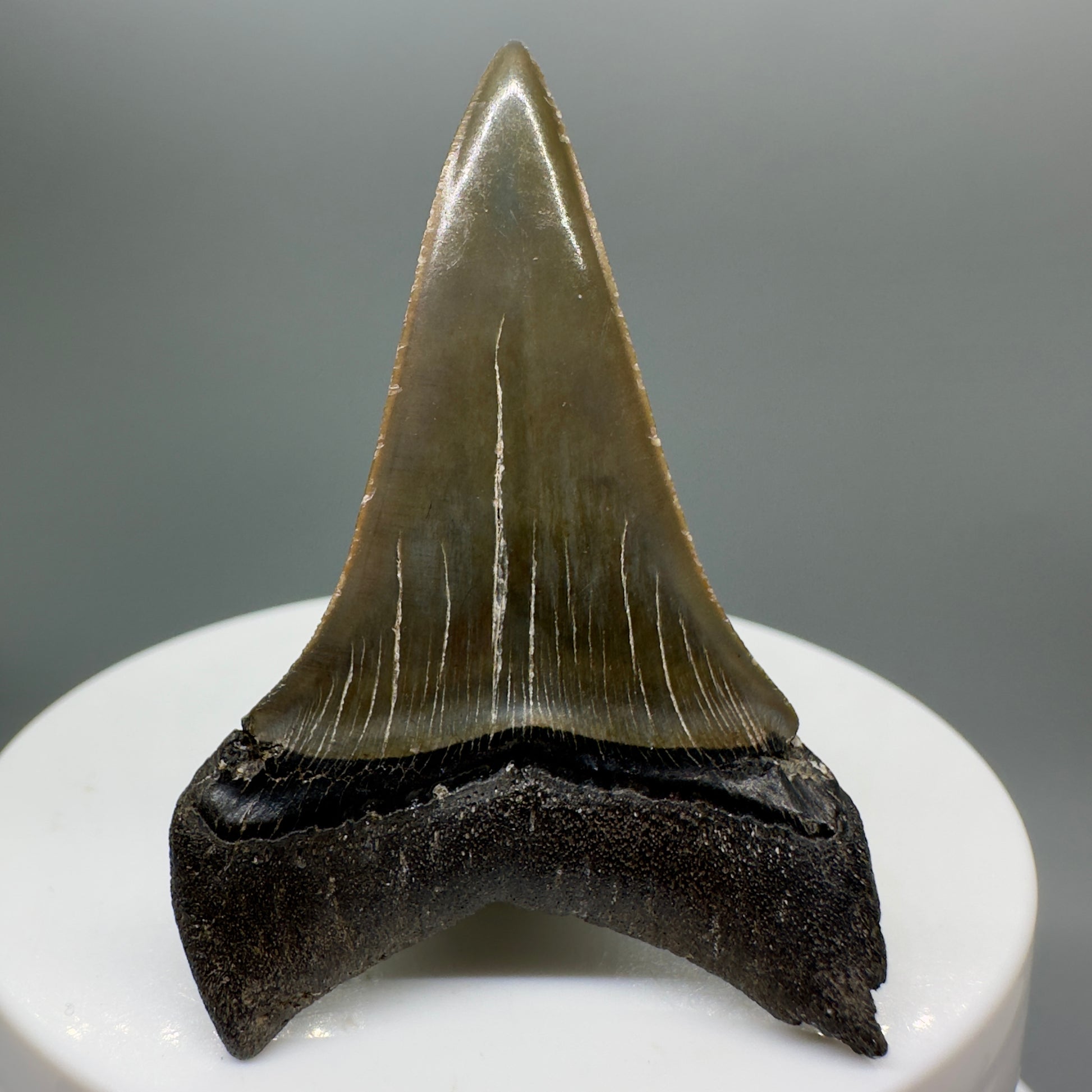 Colorful 1.99" Fossil Extinct Mako - Isurus hastalis Shark Tooth from Southeast USA M531 - Back
