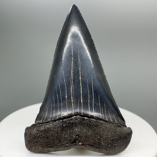 Dark colors 2.04" Fossil Extinct Mako - Isurus hastalis Shark Tooth from Southeast USA M530 - Front