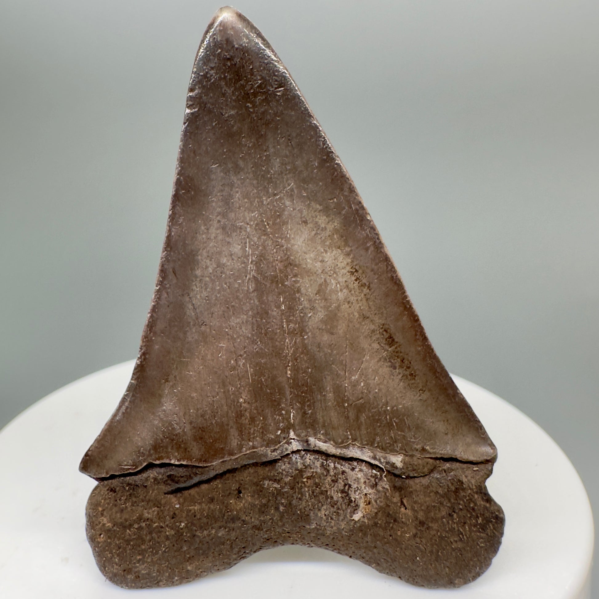 Brown 2.11" Fossil Extinct Mako - Isurus hastalis Shark Tooth from Southeast, USA M528 - Back
