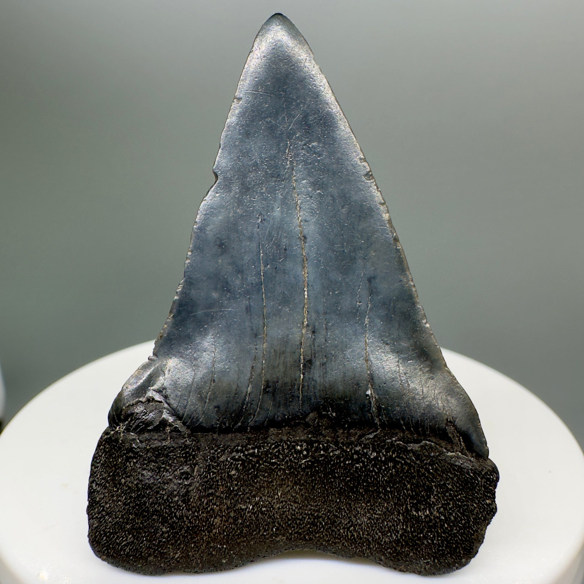 Beautiful 1.98" Fossil Extinct Mako - Isurus hastalis Shark Tooth from Southeast USA M529 - Back