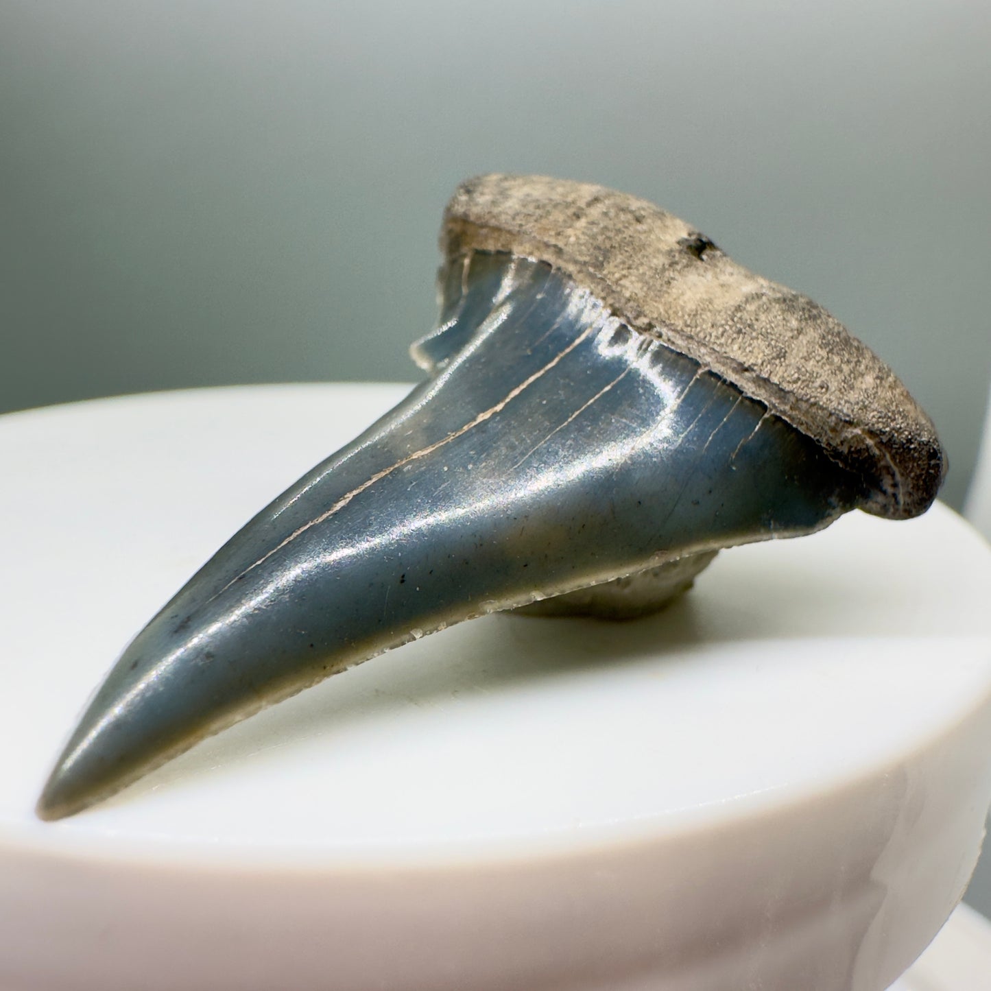 Deformed, colorful 1.53" Fossil Extinct Mako - Isurus hastalis Shark Tooth from Southeast USA M527 - Front right