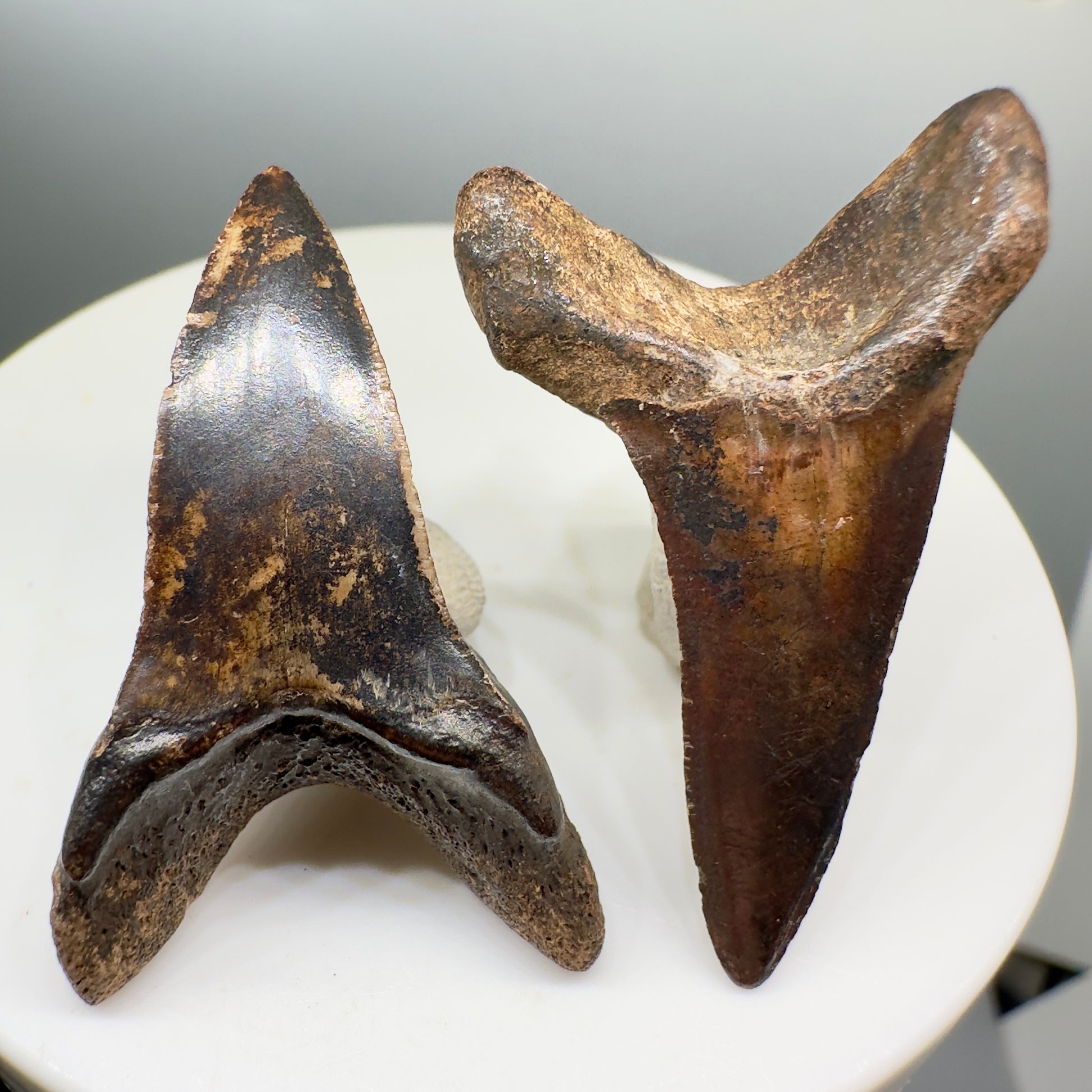 Colorful pair of upper and lower Fossil Extinct Longfin Mako - Isurus retroflexus Shark Tooth - Pamunkey, VA M532 - Back
