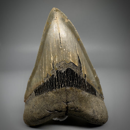 LARGE LOWER, serrated 5.73" Fossil Megalodon Tooth - Wilmington North Carolina CM5301 - Front