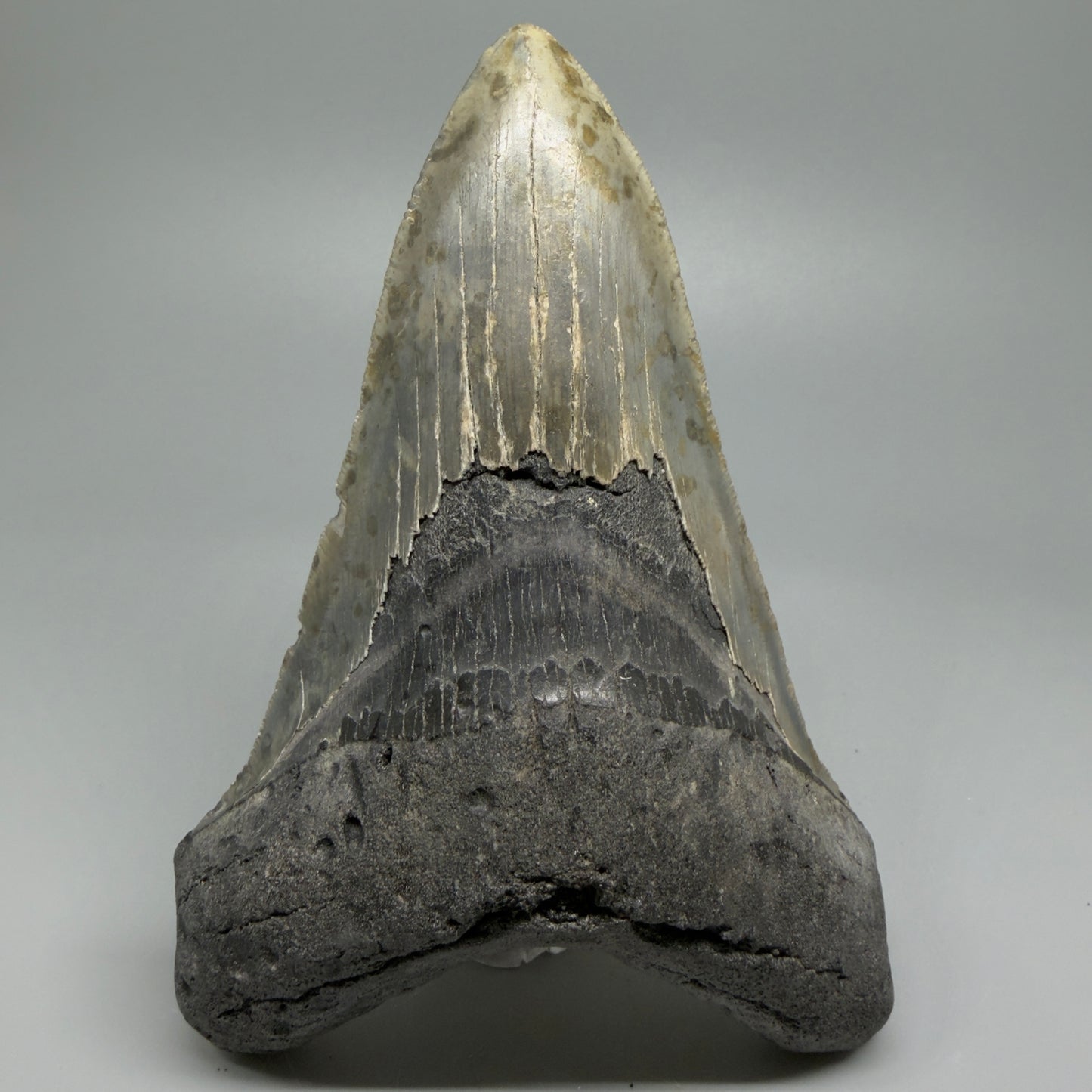 LARGE LOWER, serrated 5.73" Fossil Megalodon Tooth - Wilmington North Carolina CM5374 - Front