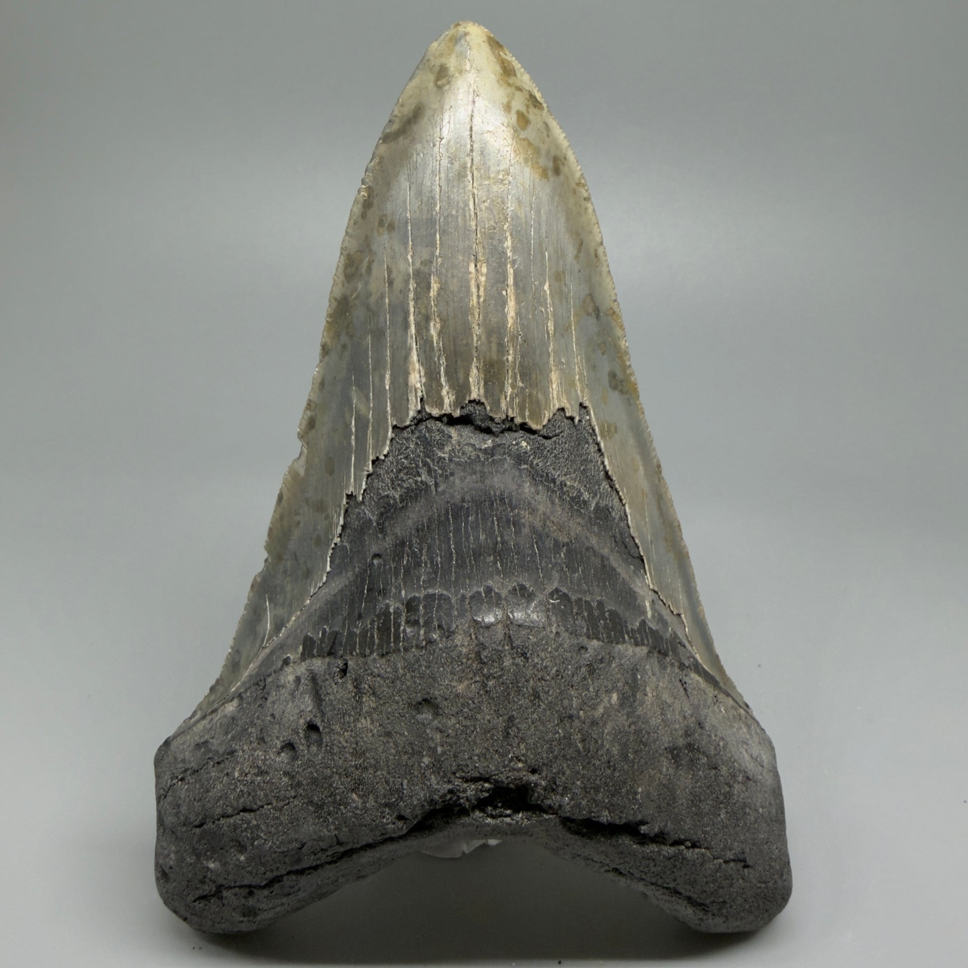 LARGE LOWER, serrated 5.73" Fossil Megalodon Tooth - Wilmington North Carolina CM5374 - Front
