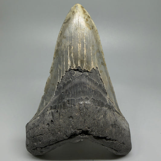 LARGE LOWER, serrated 5.73" Fossil Megalodon Tooth - Wilmington North Carolina CM5374 - Front