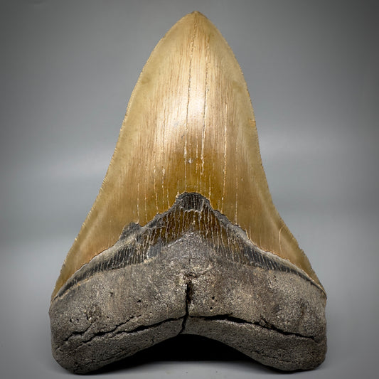 LARGE LOWER, serrated 5.94" Fossil Megalodon Tooth - Wilmington North Carolina CM5302 - Front 
