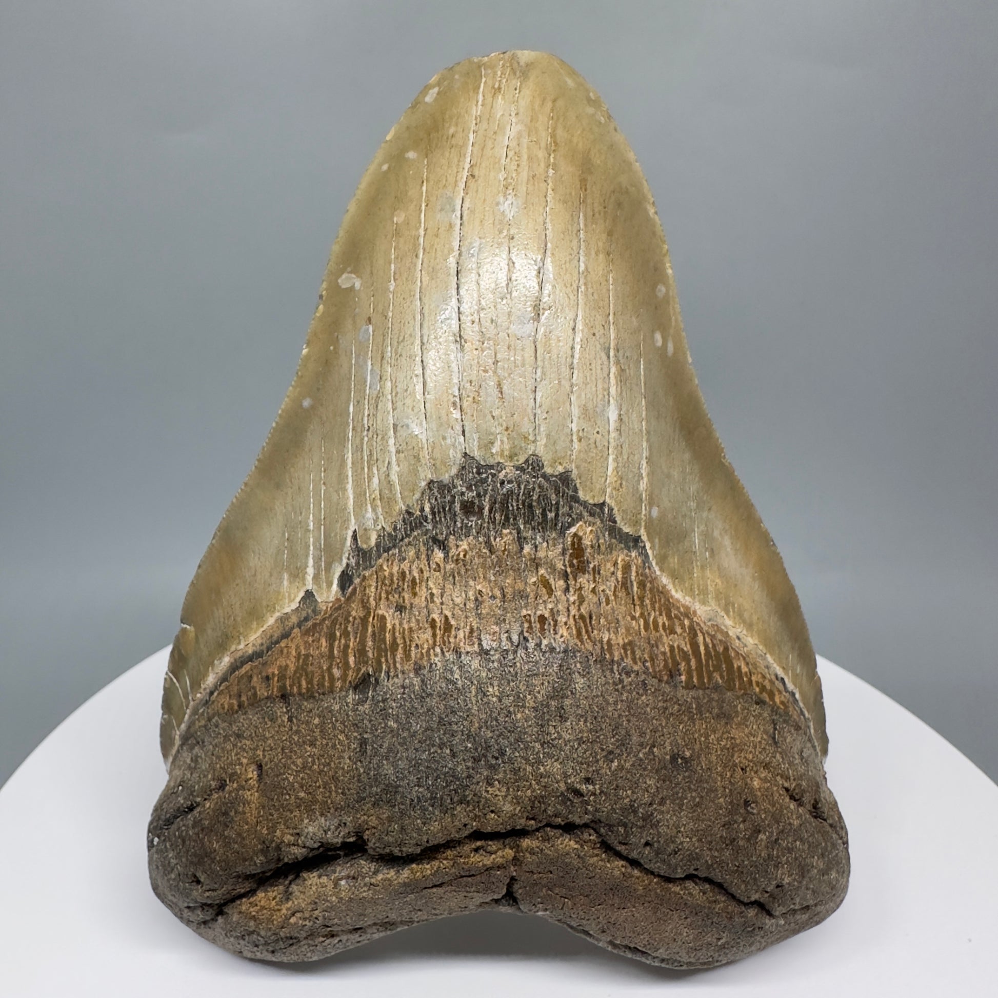 LARGE, affordable 5.11" Fossil Megalodon Tooth - Wilmington North Carolina CM5326 - Front