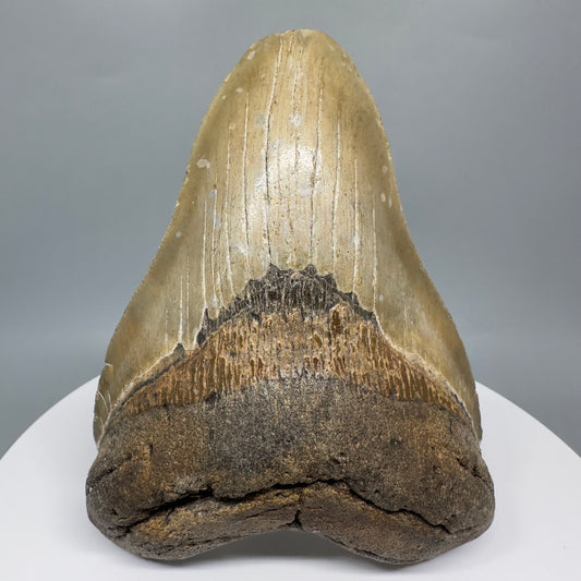 LARGE, affordable 5.11" Fossil Megalodon Tooth - Wilmington North Carolina CM5326 - Front