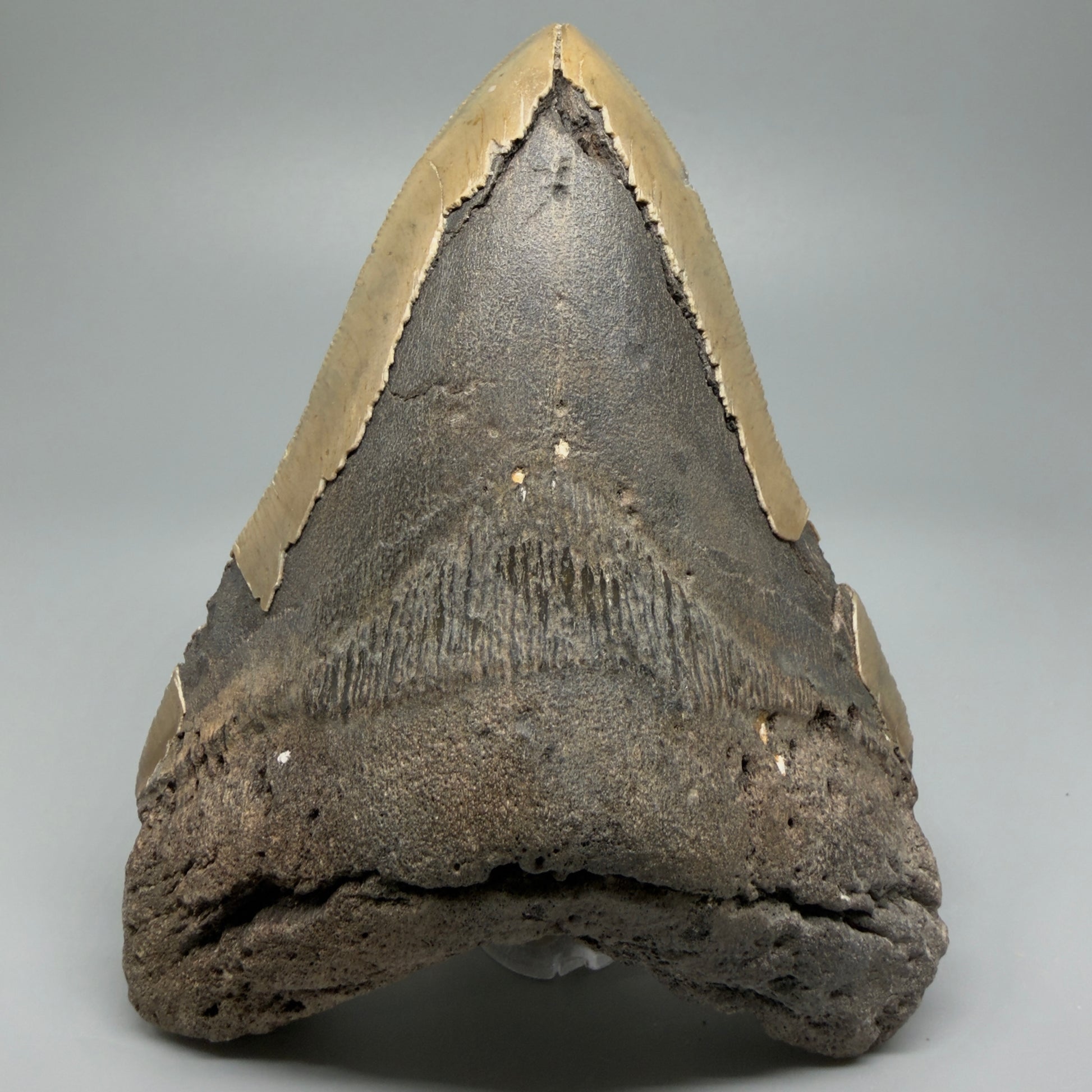 LARGE, affordable 5.43" Fossil Megalodon Tooth - Wilmington North Carolina CM5372 - Front